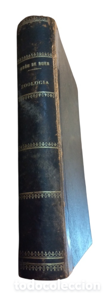 Libros antiguos: TRATADO ELEMENTAL DE ZOOLOG&Iacute;A. OD&Oacute;N DE BUEN. 1890