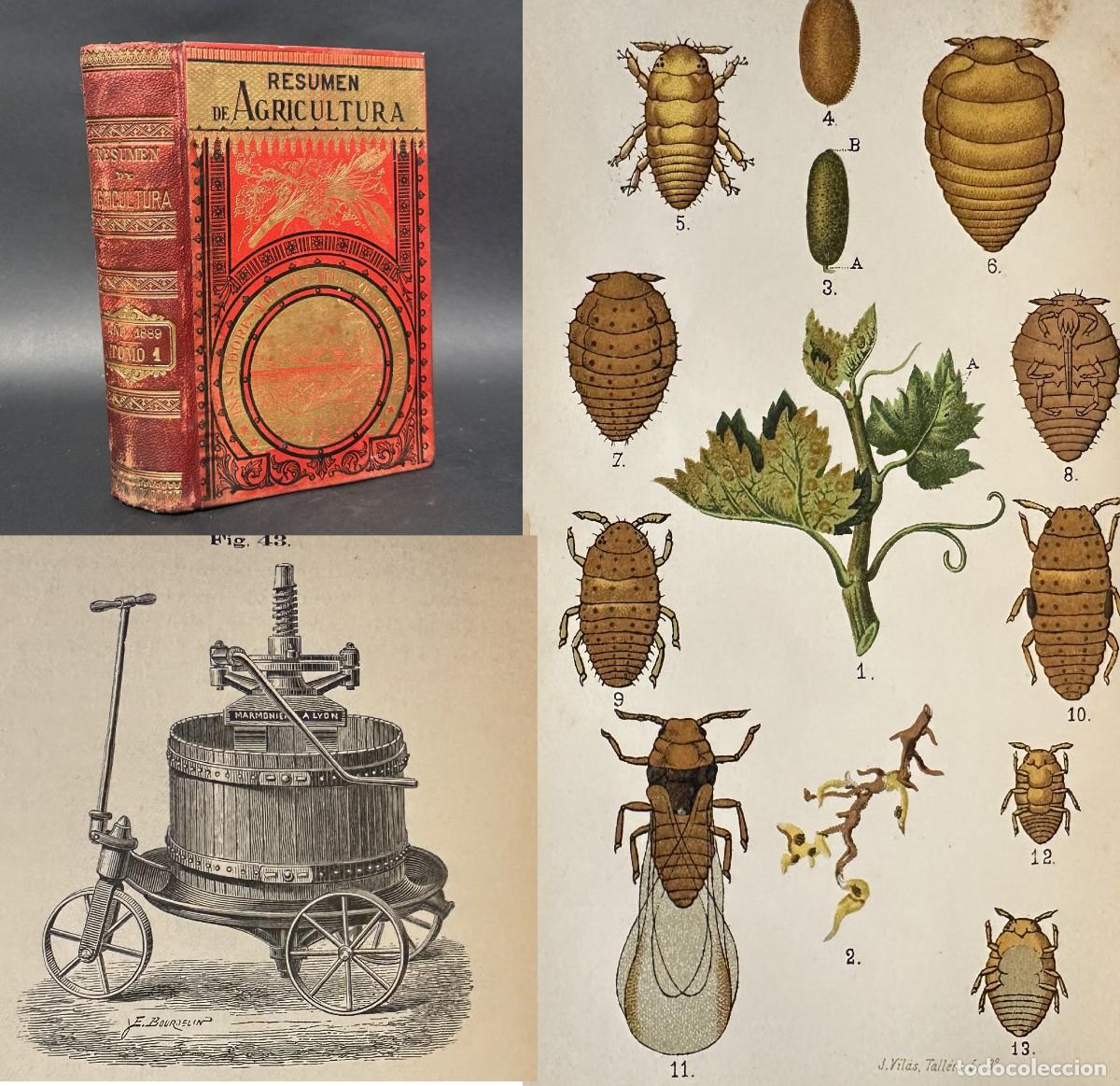 Libros antiguos: a&ntilde;o 1889 - RESUMEN DE AGRICULTURA - FILOXERA - VI&Ntilde;AS - VINO - PODA