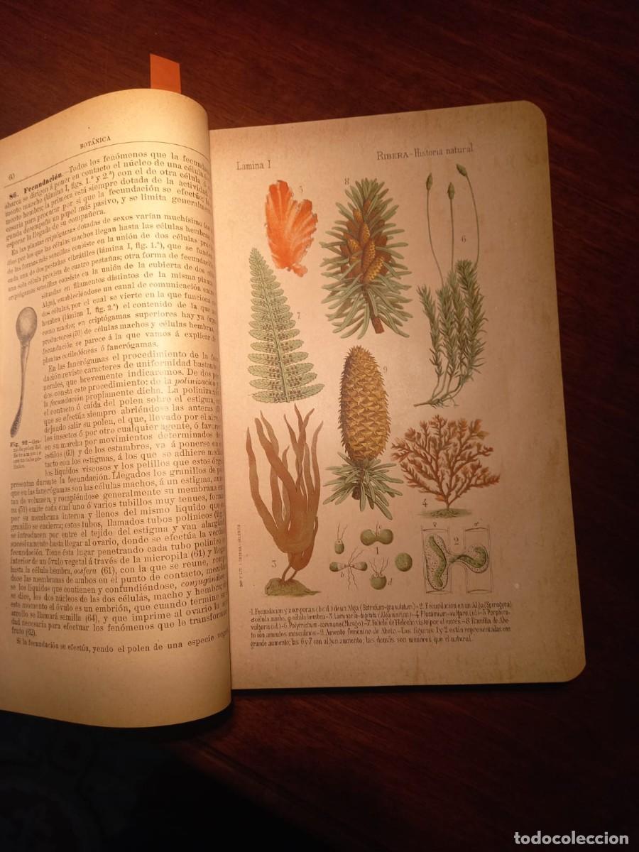 Libros antiguos: Historia Natural                          E-- Ribera - Foto 5