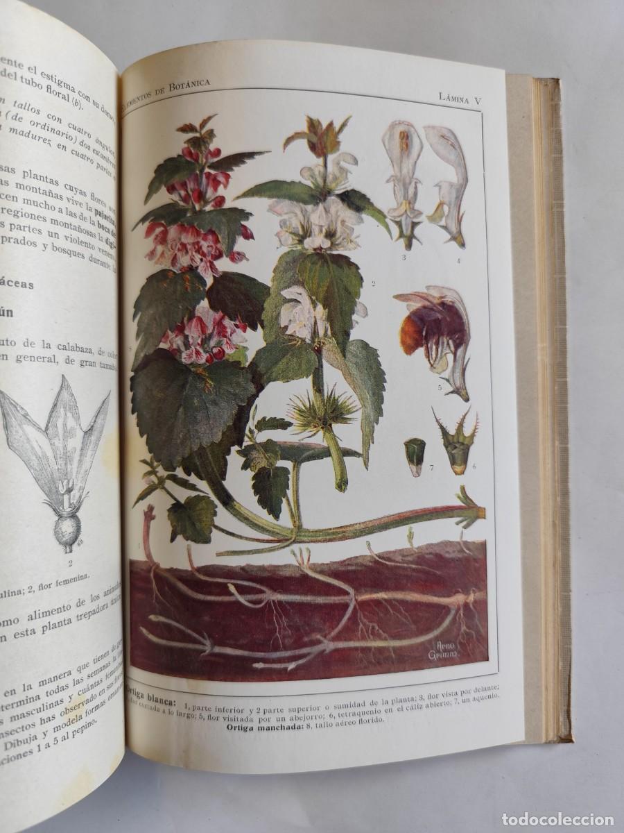 Libros antiguos: LIBRO, ELEMENTOS DE BOTANICA. DR. OTTO SCHMEIL - A&Ntilde;O 1926 - Foto 5