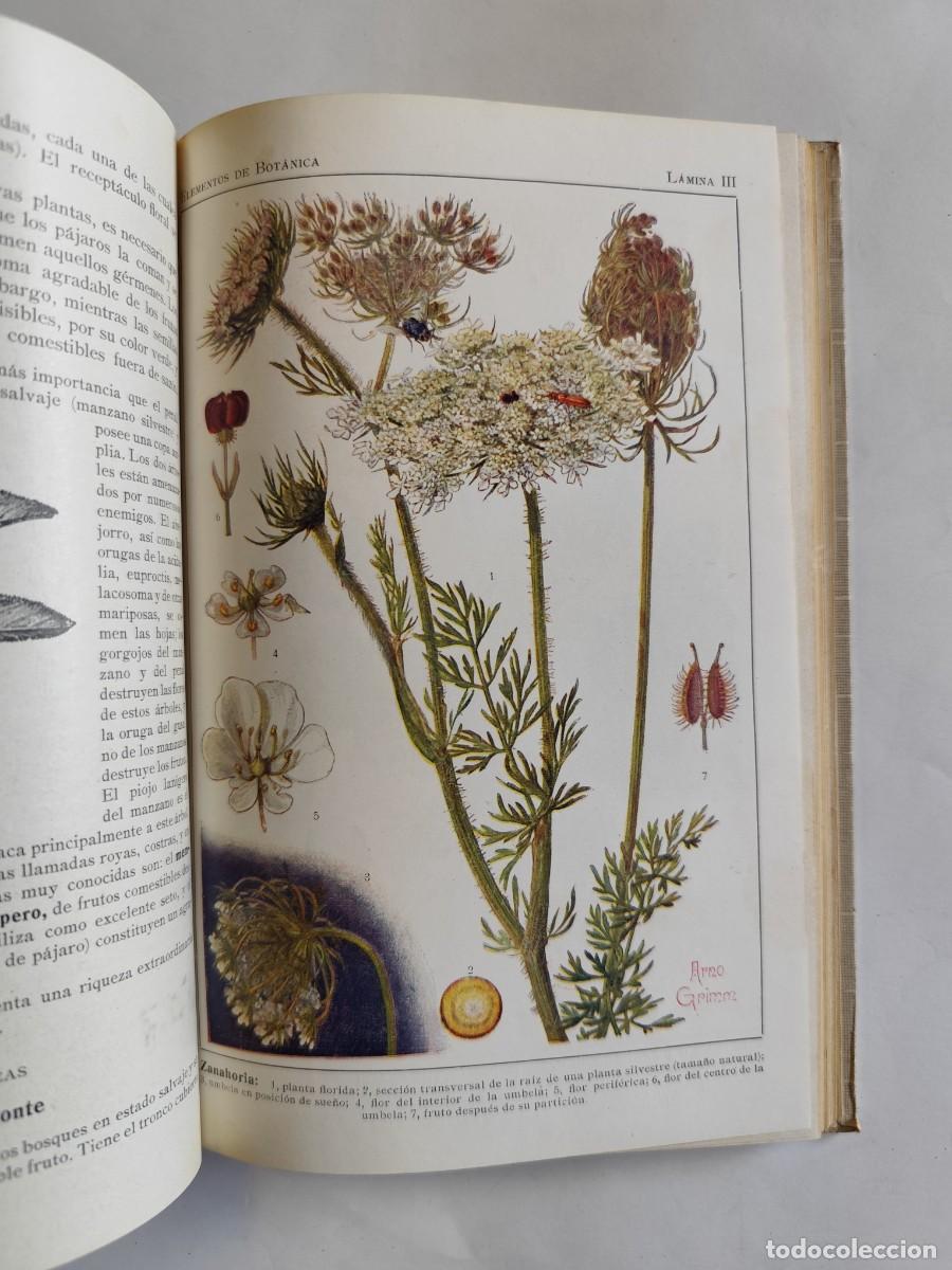 Libros antiguos: LIBRO, ELEMENTOS DE BOTANICA. DR. OTTO SCHMEIL - A&Ntilde;O 1926 - Foto 6