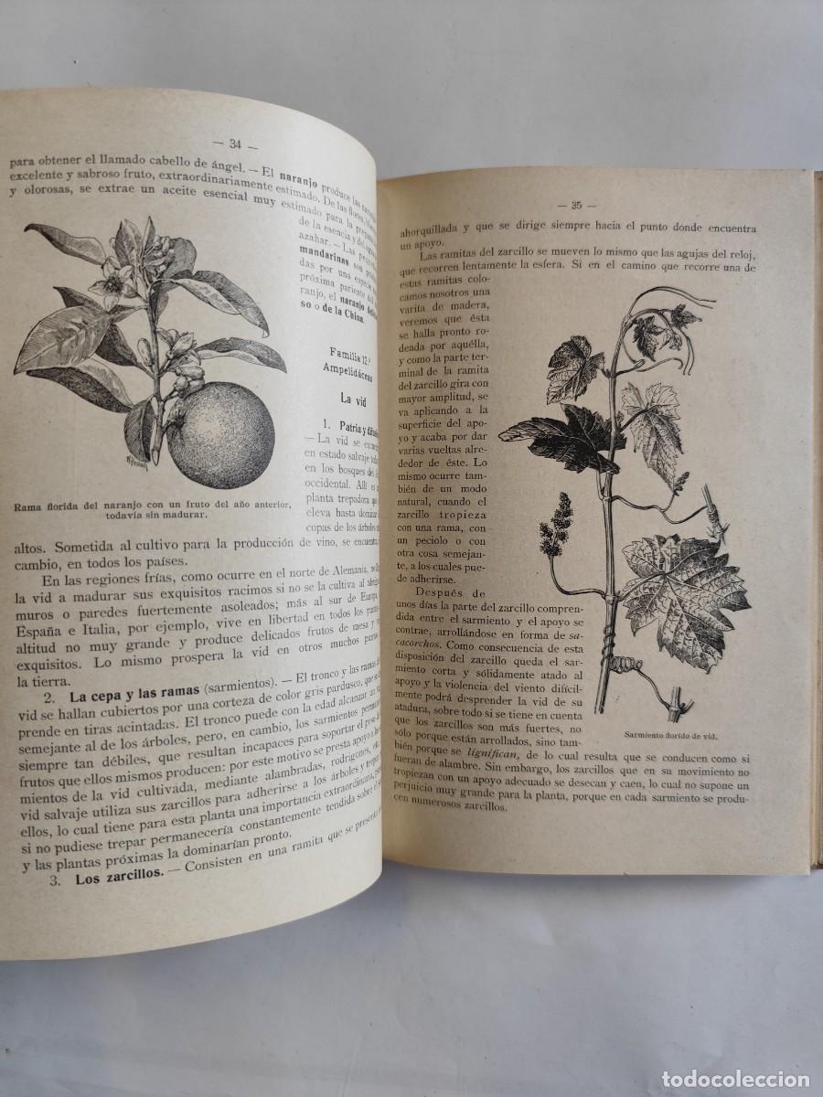 Libros antiguos: LIBRO, ELEMENTOS DE BOTANICA. DR. OTTO SCHMEIL - A&Ntilde;O 1926 - Foto 7