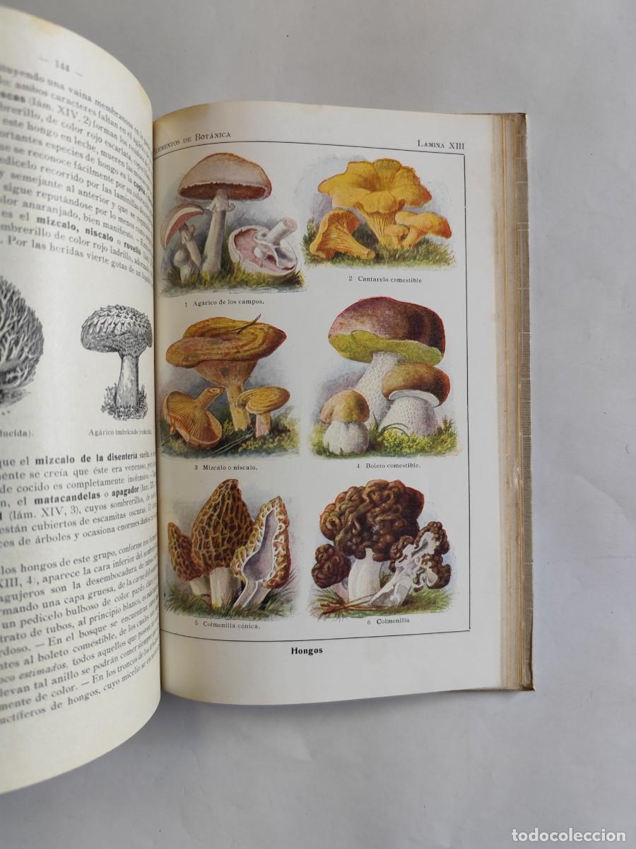 Libros antiguos: LIBRO, ELEMENTOS DE BOTANICA. DR. OTTO SCHMEIL - A&Ntilde;O 1926 - Foto 8