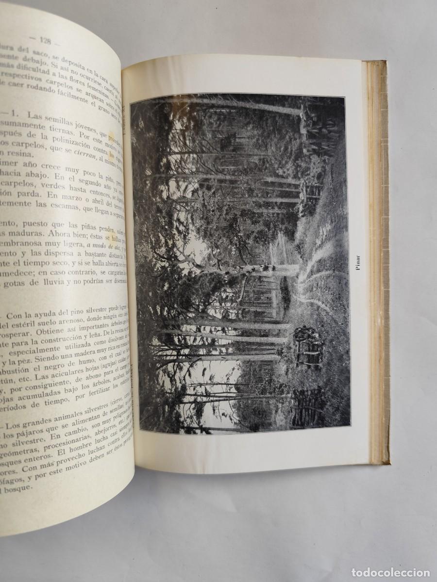 Libros antiguos: LIBRO, ELEMENTOS DE BOTANICA. DR. OTTO SCHMEIL - A&Ntilde;O 1926 - Foto 9