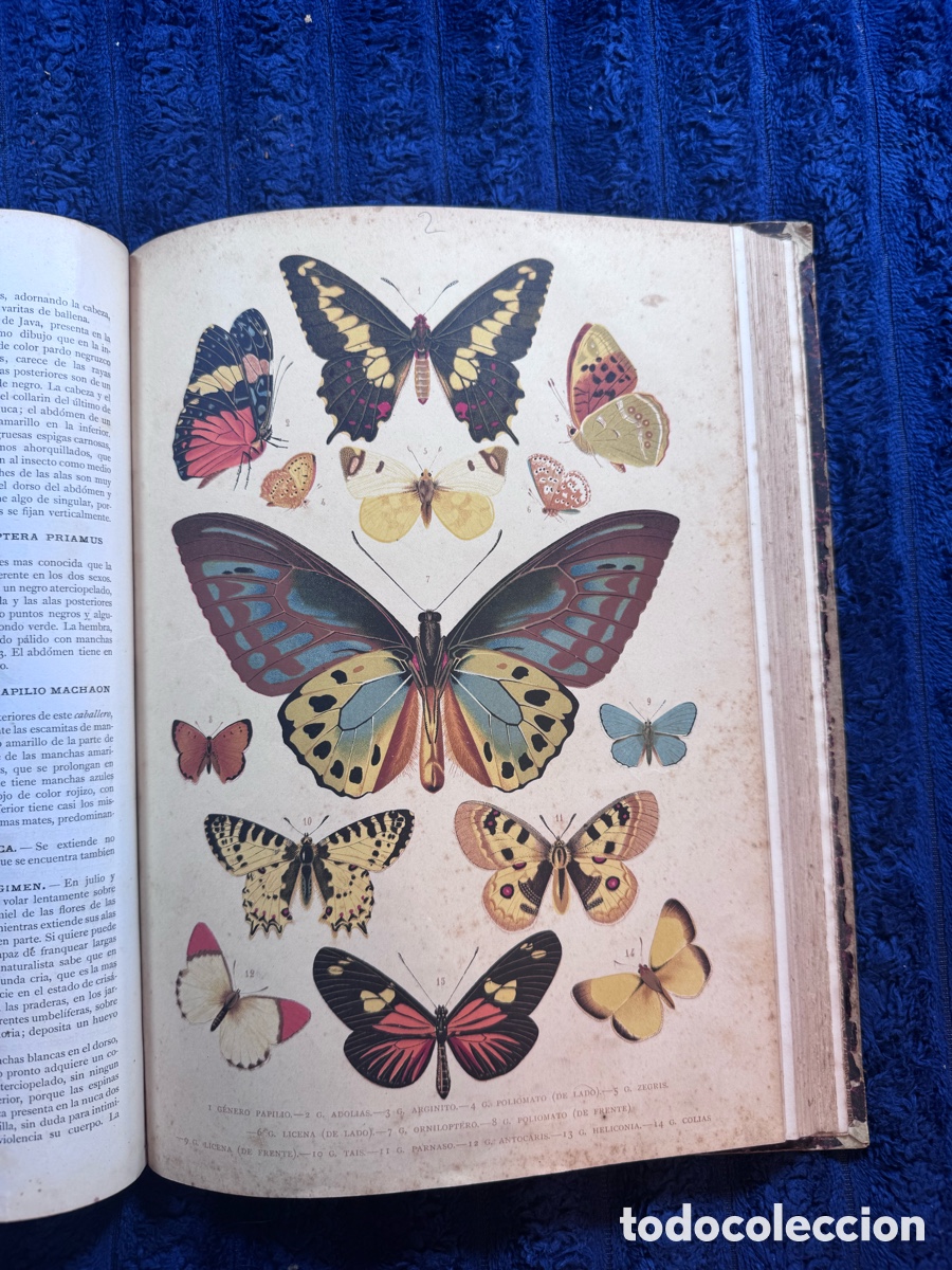 Libros antiguos: Colecci&oacute;n Historia Natural 1881 &ndash; 7 Tomos Ilustrados &ndash; Cromolitograf&iacute;as Originales