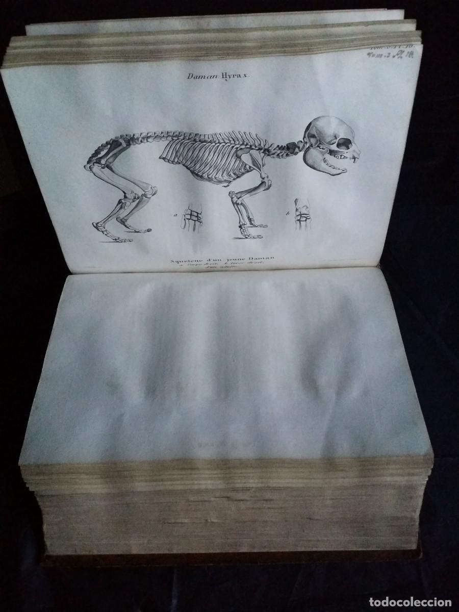 Libros antiguos: CUVIER, LAMARK y otros: Annales du Mus&eacute;um National d'Histoire Naturelle, 1803, 43 grabados.