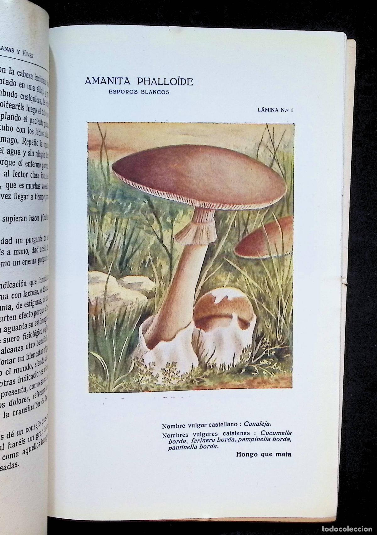 Libros antiguos: DIVULGACI&Oacute;N CIENT&Iacute;FICA SOBRE LOS HONGOS VENENOSOS. - - Foto 2