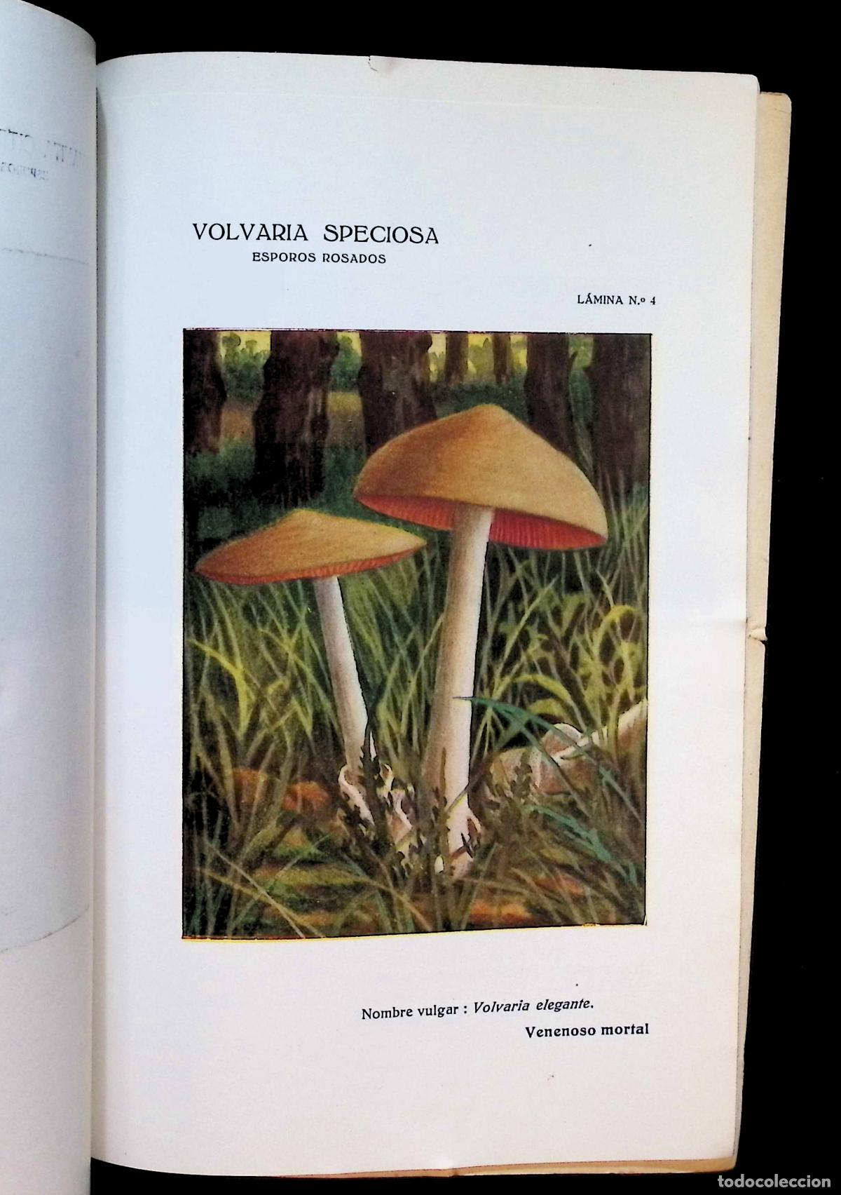 Libros antiguos: DIVULGACI&Oacute;N CIENT&Iacute;FICA SOBRE LOS HONGOS VENENOSOS. - - Foto 3