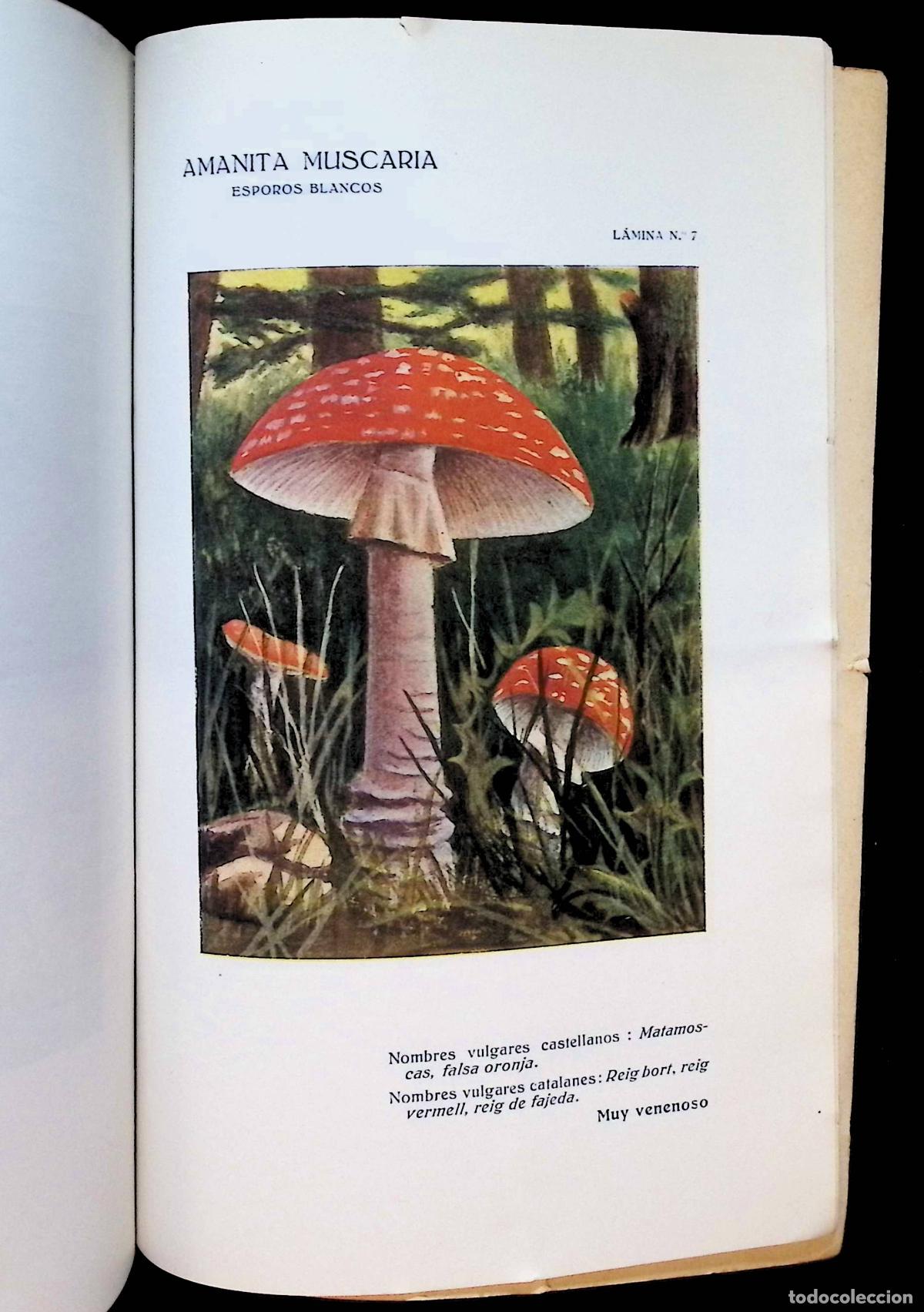 Libros antiguos: DIVULGACI&Oacute;N CIENT&Iacute;FICA SOBRE LOS HONGOS VENENOSOS. - - Foto 4