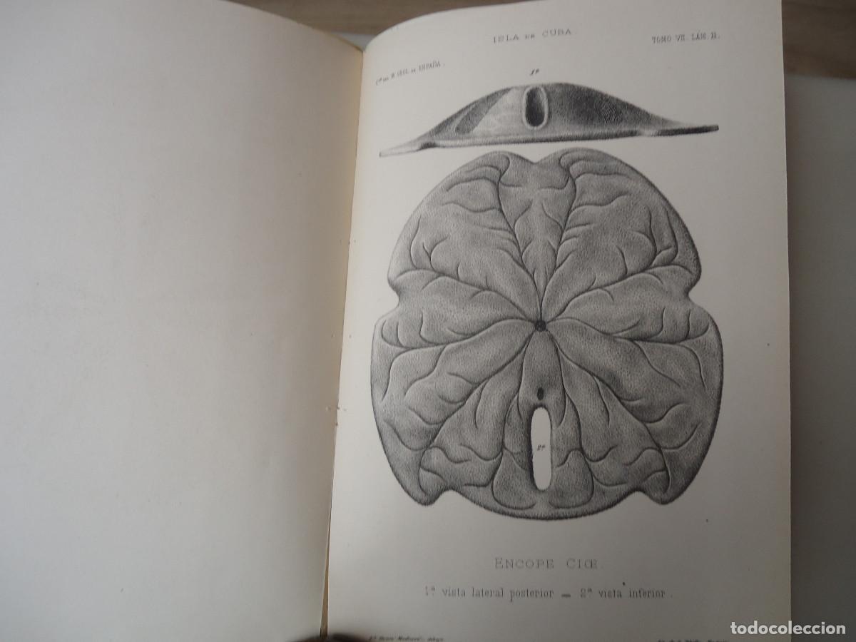 Libros antiguos: Descripción de un nuevo equinodermo de la isla de Cuba, encope cioe n. sp/ Daniel de Cort&aacute;zar 1880