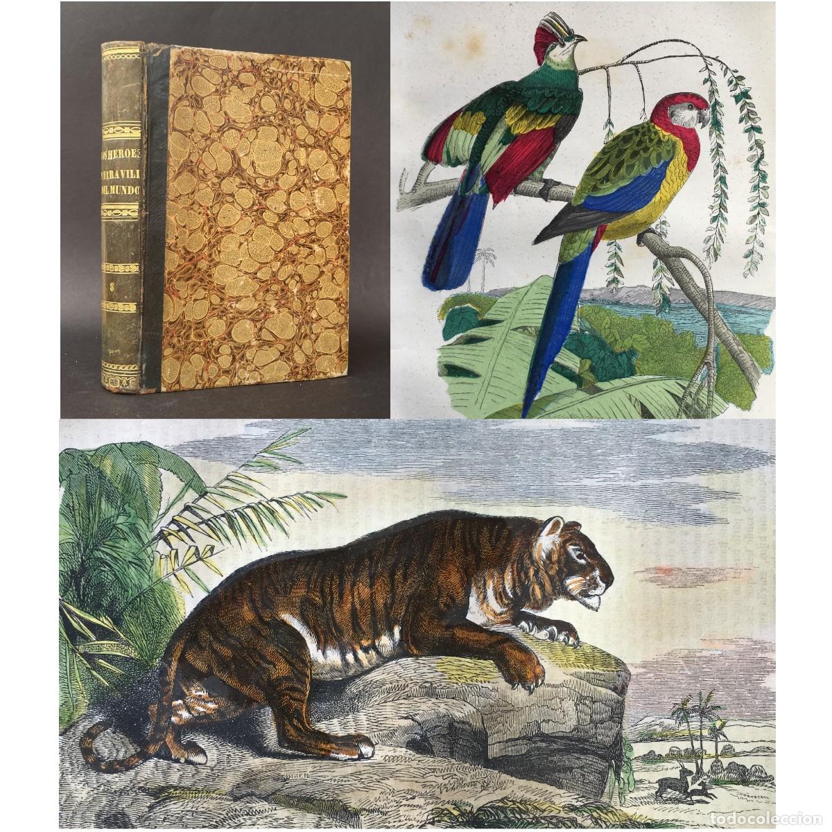 Libros antiguos: A&ntilde;o 1856 - HISTORIA NATURAL - BELLAS LAMINAS ILUMINADAS - BIOLOGIA
