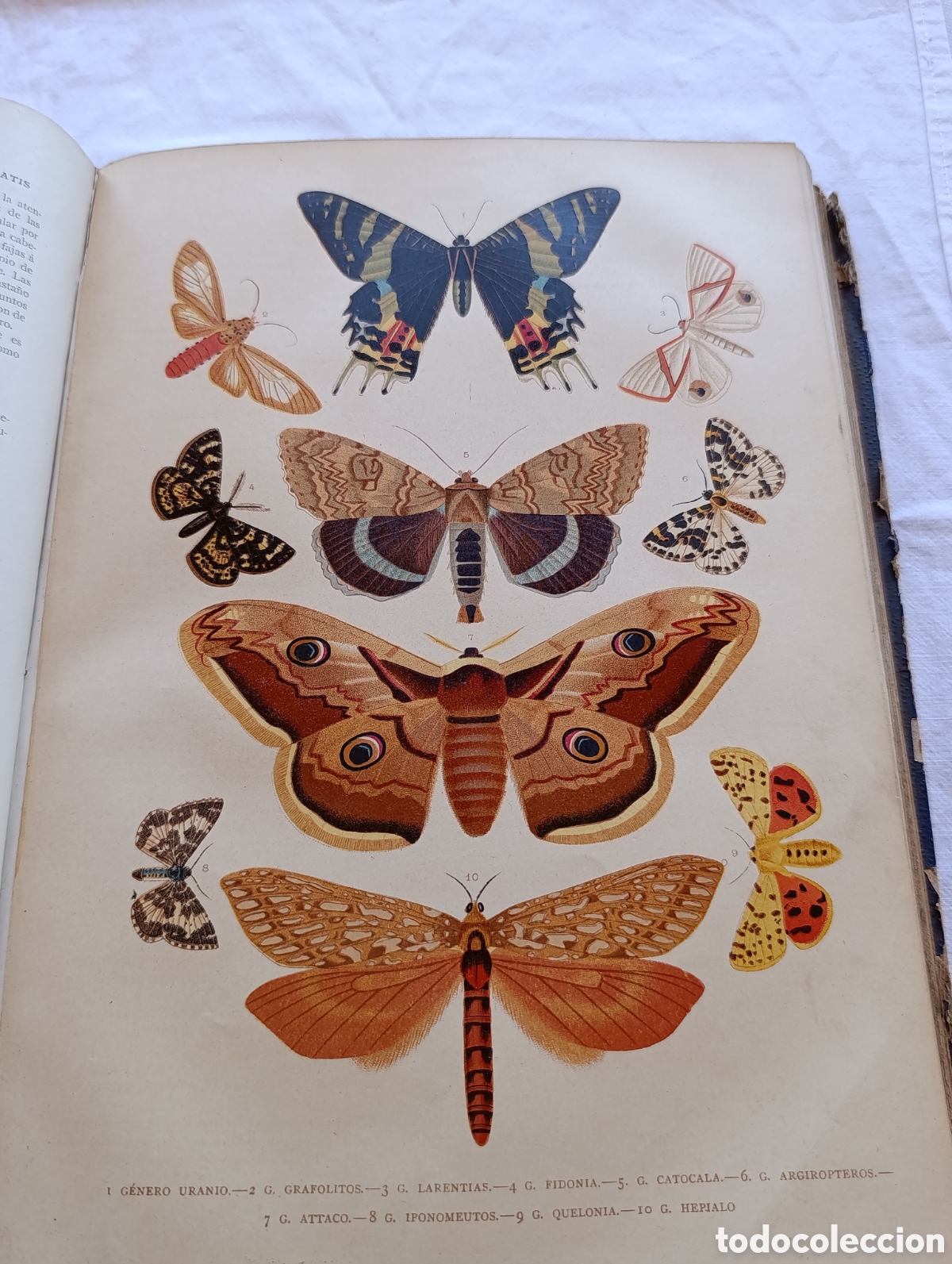 Libros antiguos: La Creaci&oacute;n. Historia Natural. Tomo VI: Insectos. Dr. A. E. Brehm. Montaner y Sim&oacute;n, 1881. Cromolito