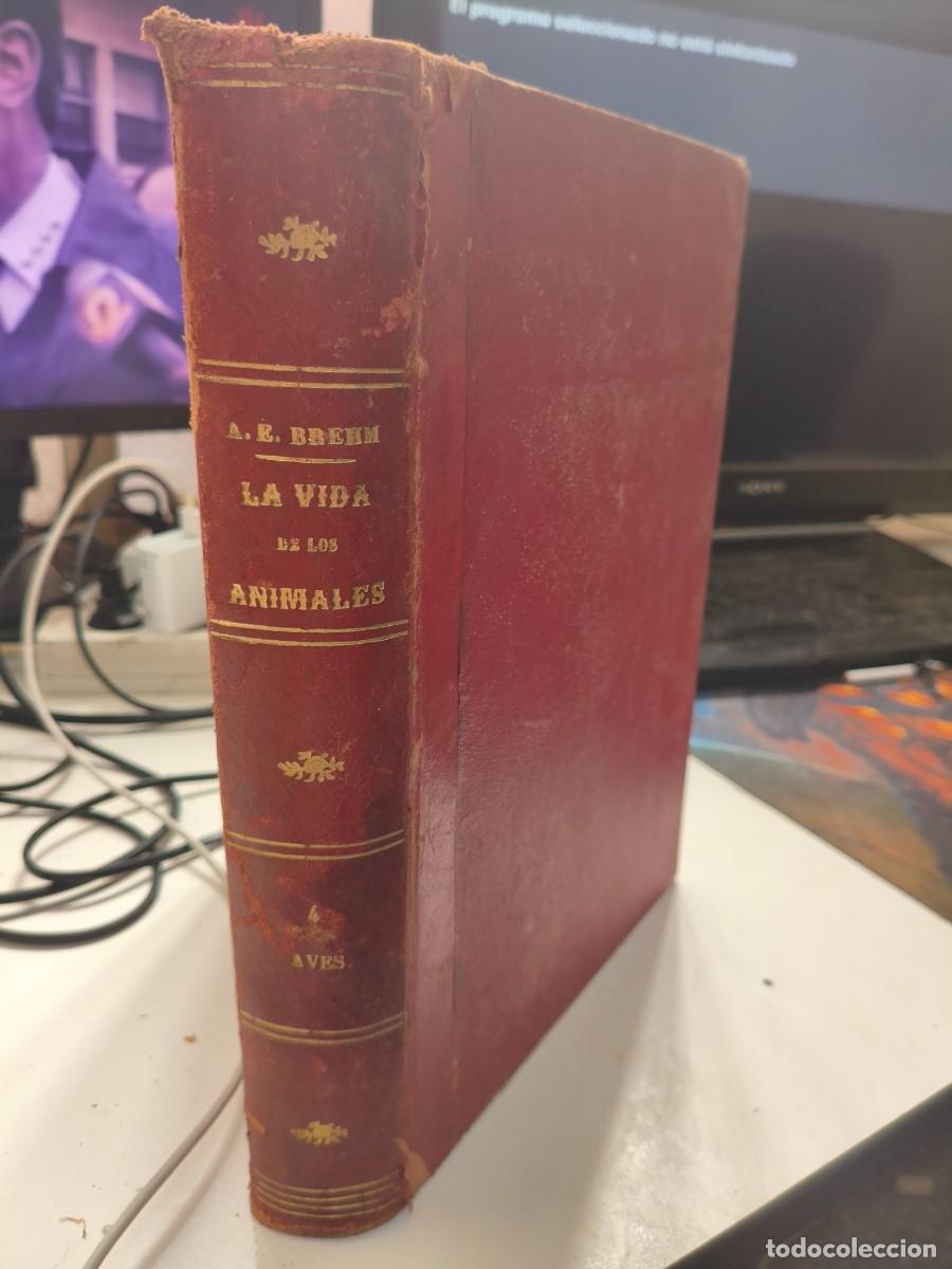 Libros antiguos: BREHM / LA VIDA DE LOS ANIMALES. TOMO 4 PAJAROS AVES