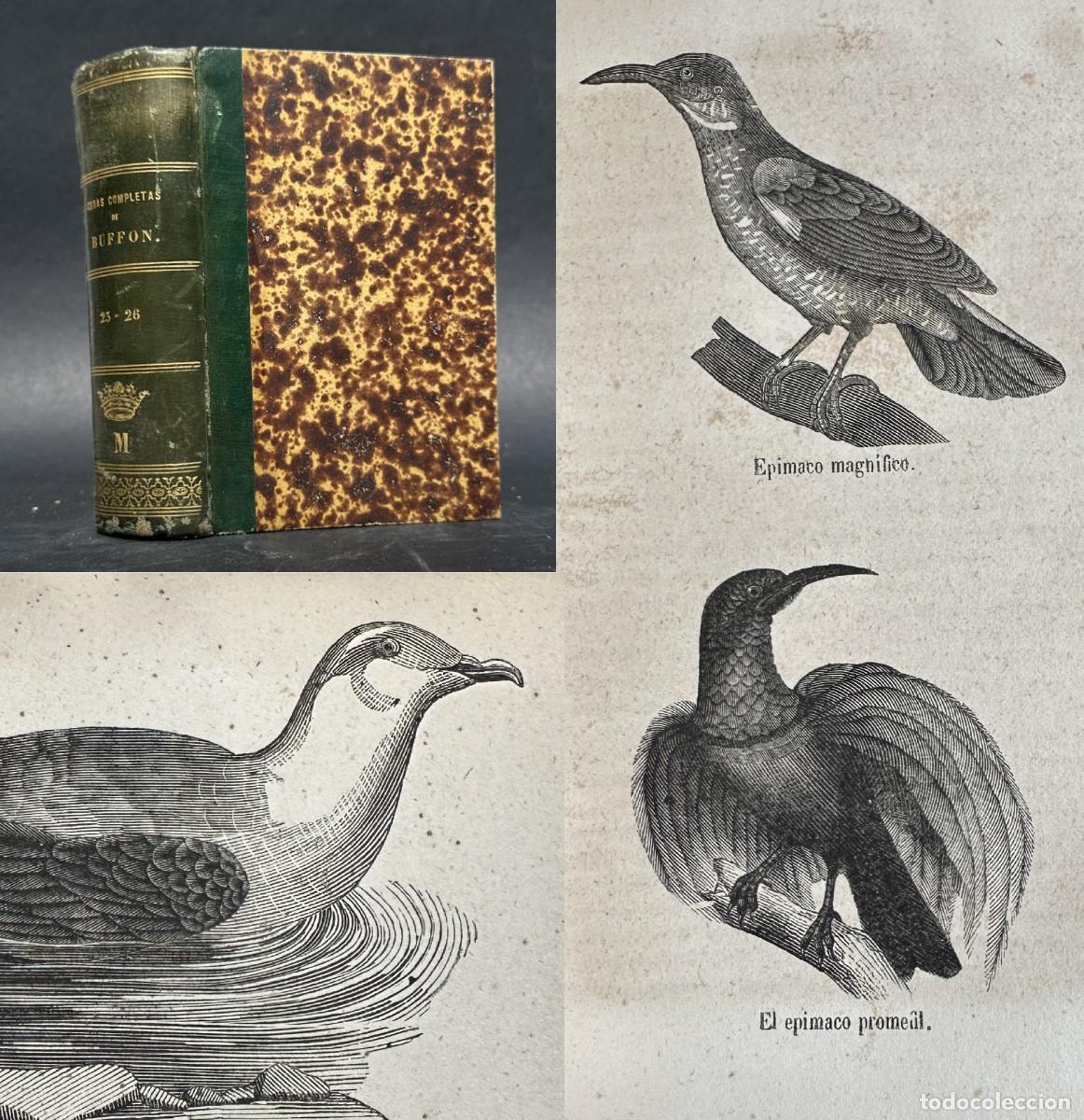 Libros antiguos: a&ntilde;o 1849 - OBRAS DE BUFFON - ORNITOLOGIA - AVES - GRABADOS -