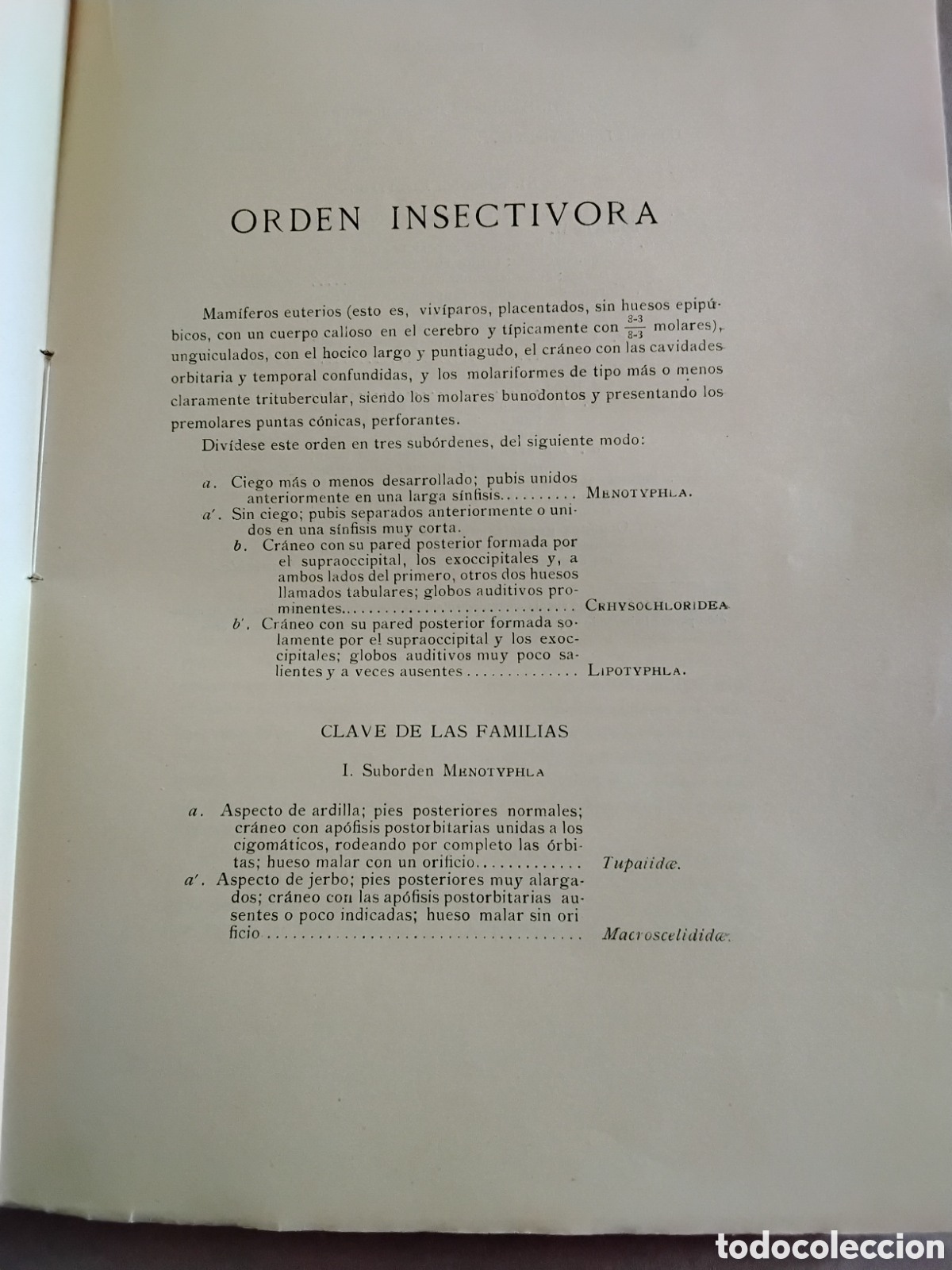 Libros antiguos: GENERA MAMMALIUM. INSECTIVORA GALEOPITHECIA. &Aacute;NGEL CABRERA. 1925 - Foto 5