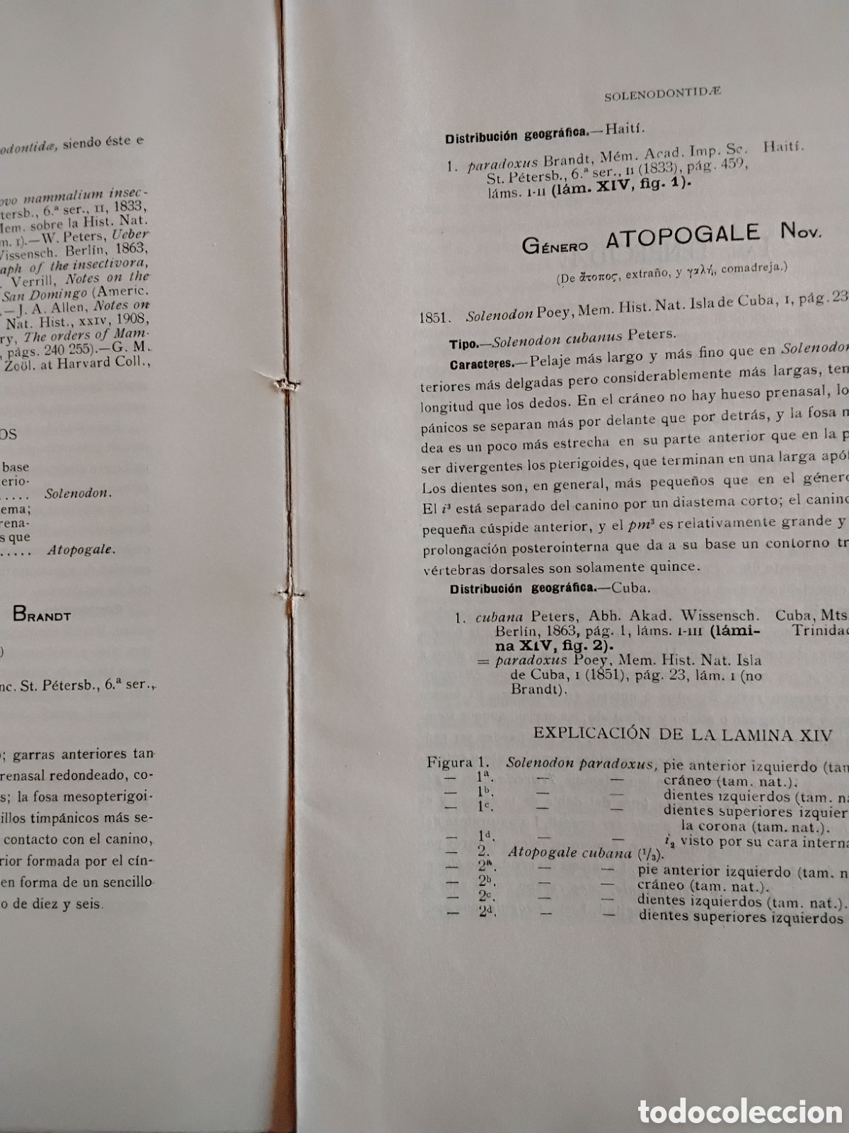 Libros antiguos: GENERA MAMMALIUM. INSECTIVORA GALEOPITHECIA. &Aacute;NGEL CABRERA. 1925 - Foto 10