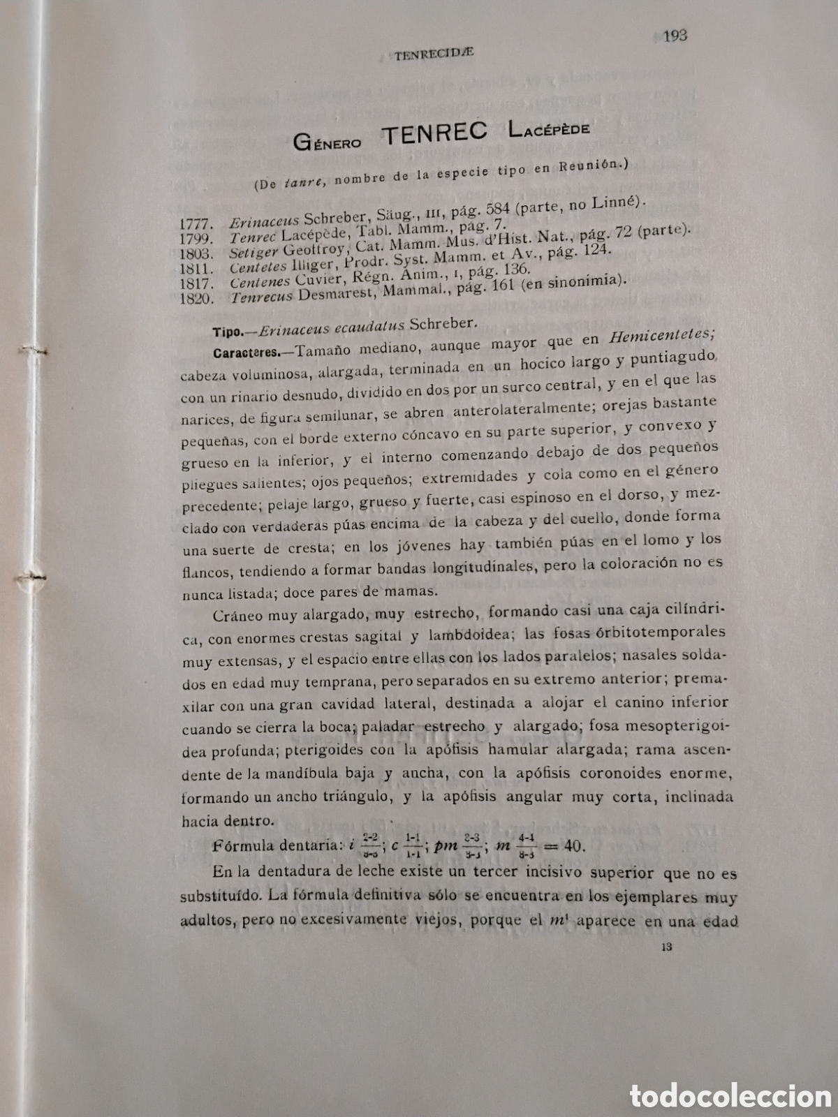 Libros antiguos: GENERA MAMMALIUM. INSECTIVORA GALEOPITHECIA. &Aacute;NGEL CABRERA. 1925 - Foto 11