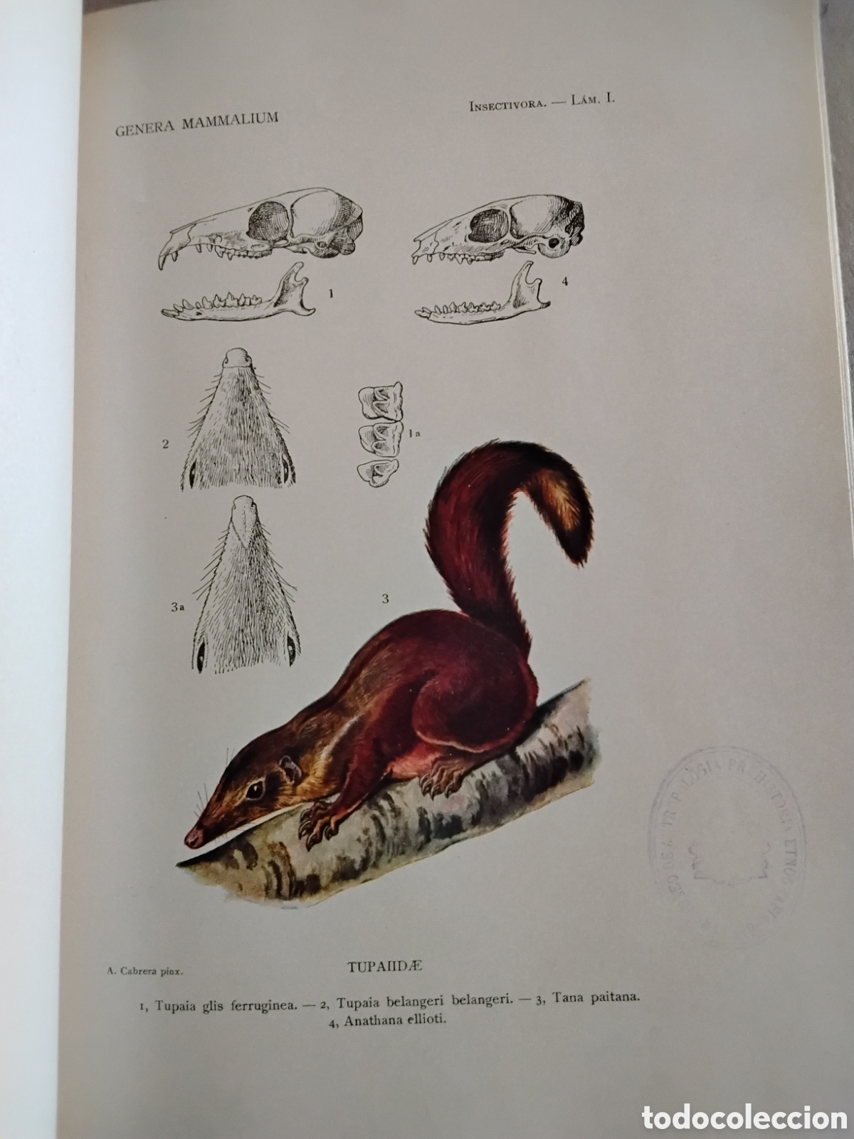 Libros antiguos: GENERA MAMMALIUM. INSECTIVORA GALEOPITHECIA. &Aacute;NGEL CABRERA. 1925 - Foto 13