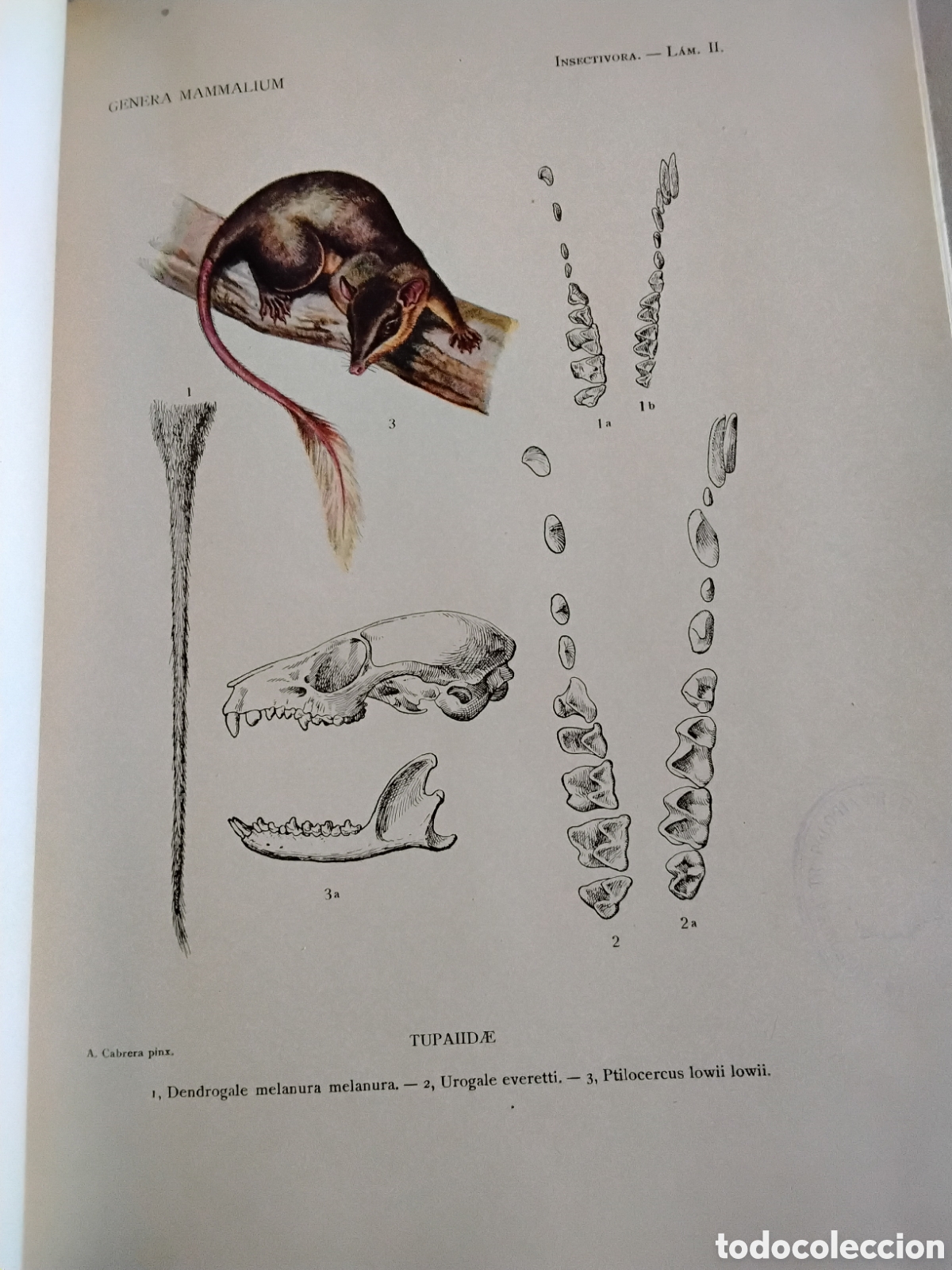 Libros antiguos: GENERA MAMMALIUM. INSECTIVORA GALEOPITHECIA. &Aacute;NGEL CABRERA. 1925 - Foto 14