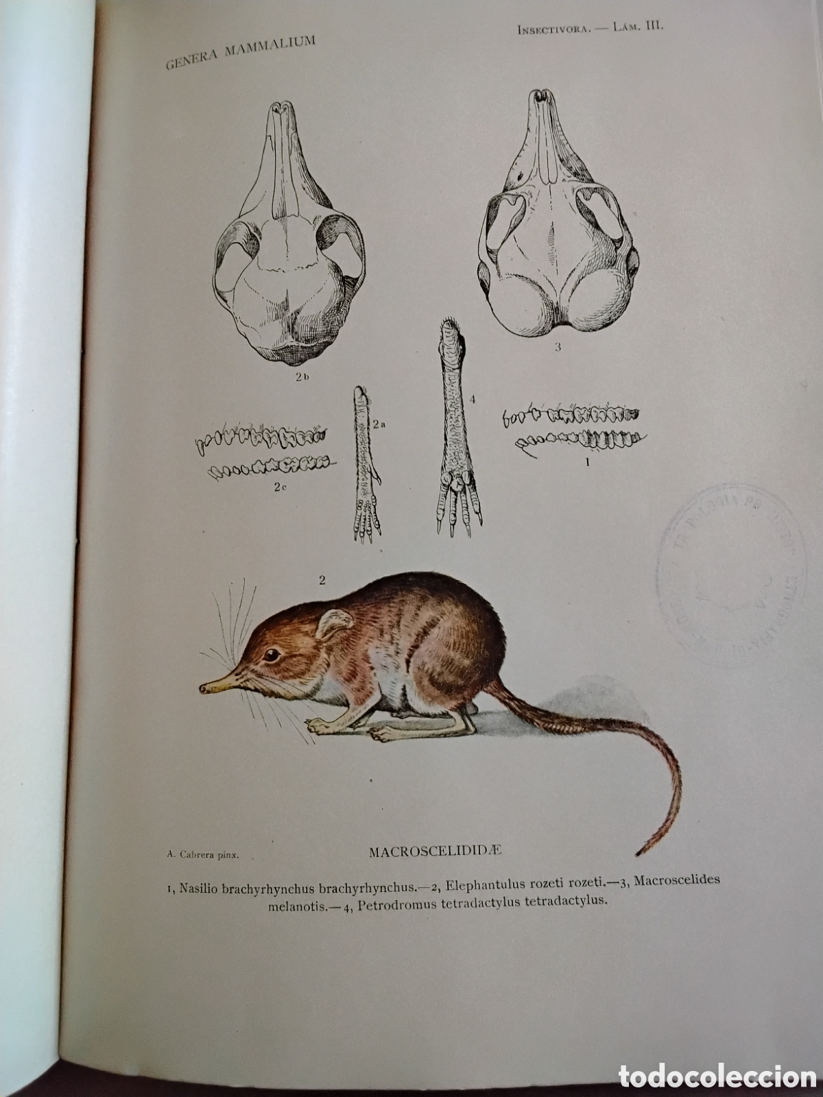 Libros antiguos: GENERA MAMMALIUM. INSECTIVORA GALEOPITHECIA. &Aacute;NGEL CABRERA. 1925 - Foto 15