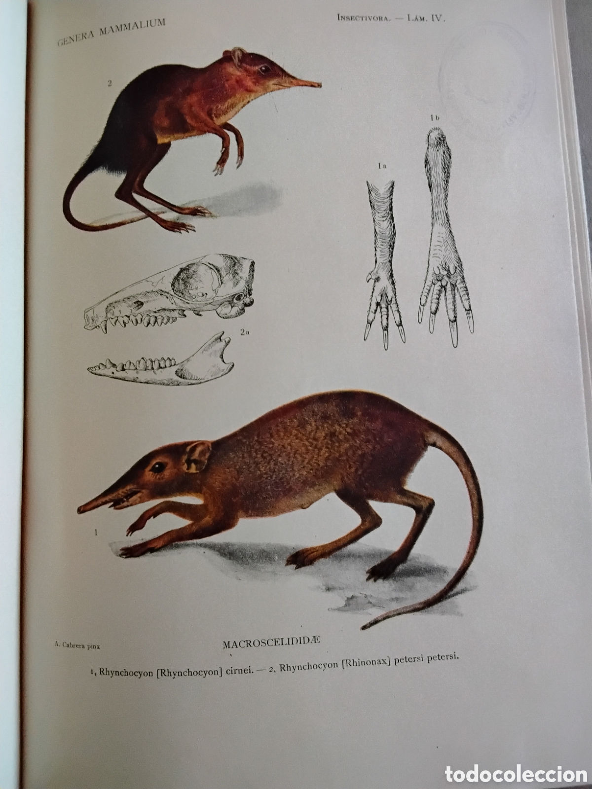 Libros antiguos: GENERA MAMMALIUM. INSECTIVORA GALEOPITHECIA. &Aacute;NGEL CABRERA. 1925 - Foto 16