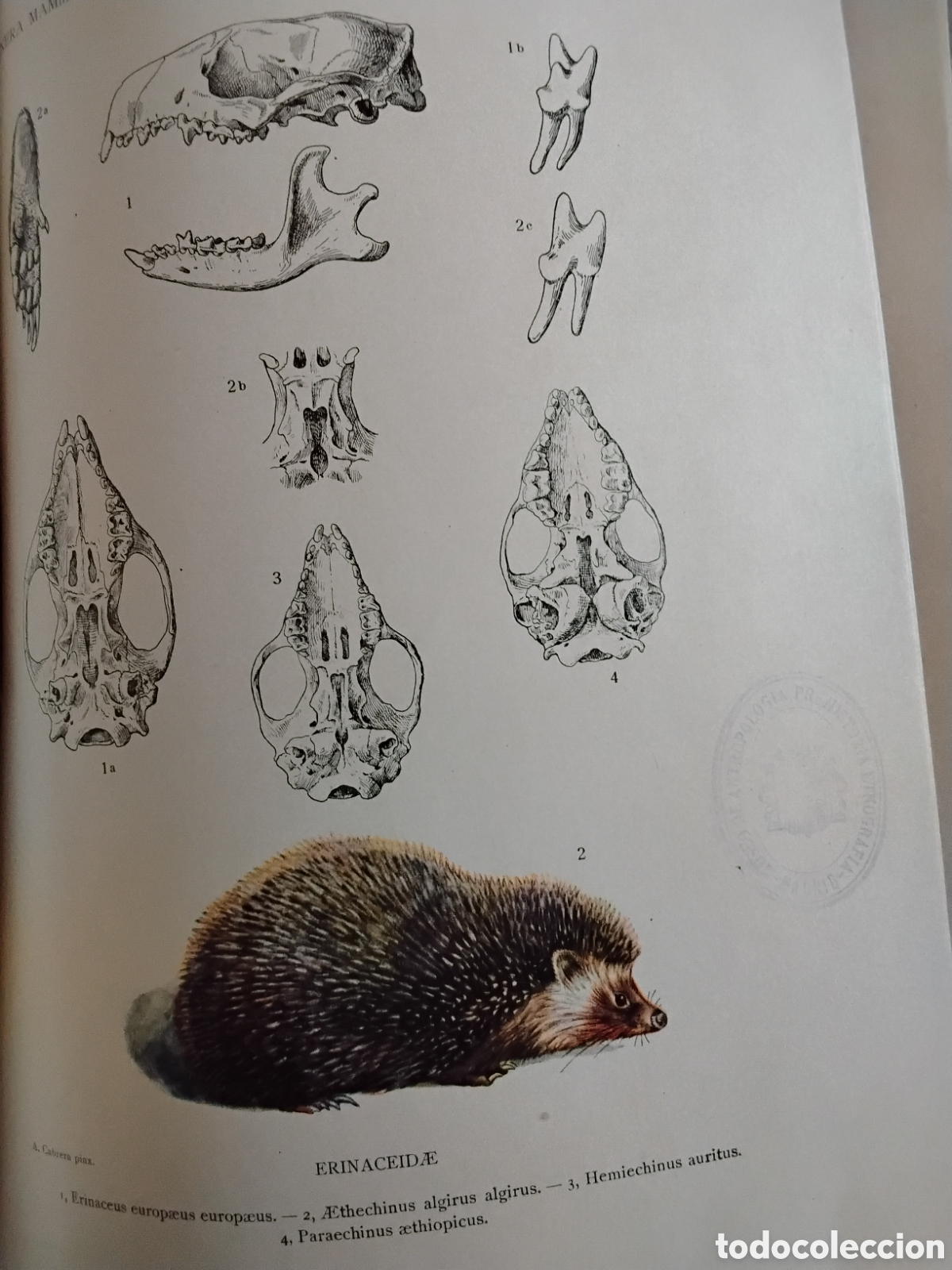 Libros antiguos: GENERA MAMMALIUM. INSECTIVORA GALEOPITHECIA. &Aacute;NGEL CABRERA. 1925 - Foto 17