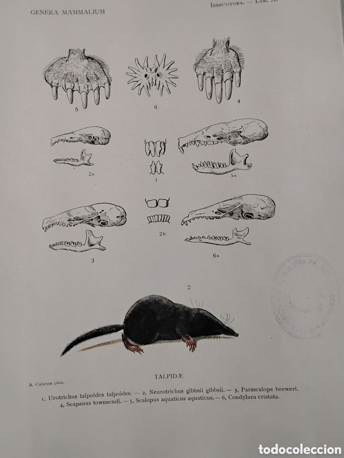 Libros antiguos: GENERA MAMMALIUM. INSECTIVORA GALEOPITHECIA. &Aacute;NGEL CABRERA. 1925 - Foto 18