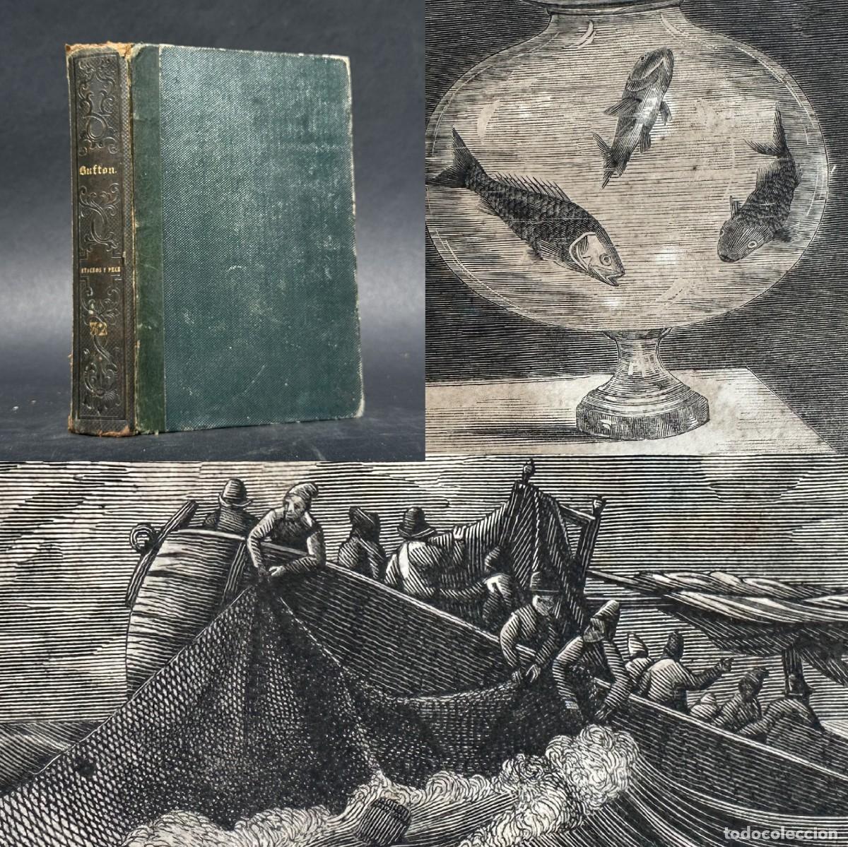 Libros antiguos: a&ntilde;o 1849 - OBRAS COMPLETAS DE BUFFON - HISTORIA NATURAL DE CETACEOS Y PECES - GRABADOS