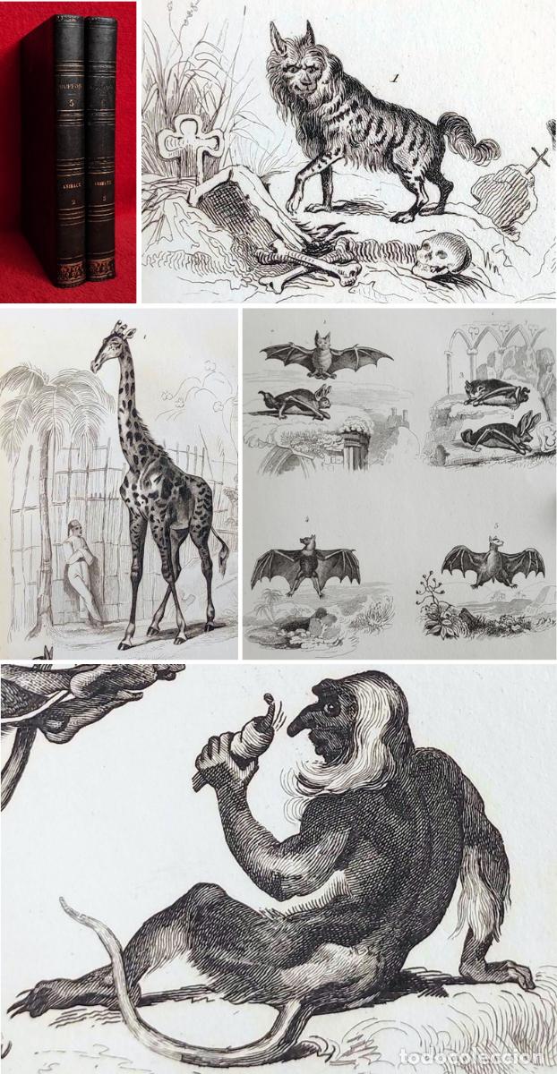 Libros antiguos: A&Ntilde;O 1844 - BUFFON - 350 GRABADOS - LOS MAM&Iacute;FEROS