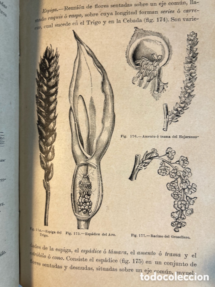 Libros antiguos: ELEMENTOS DE HISTORIA NATURAL - SERAFIN CASAS-A6 - Foto 5