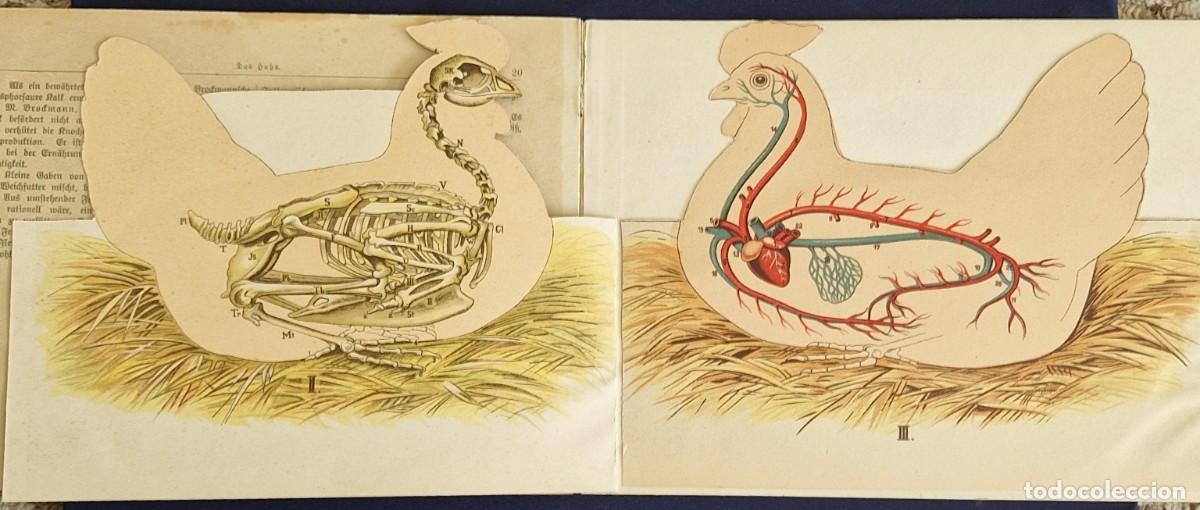Libros antiguos: A. Schleyer - Das Huhn - c.1910 - Pestalozzi-Modelle Modelo Anat&oacute;mico Desplegable Gallina