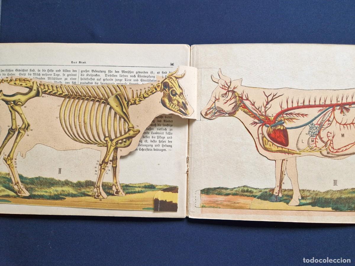 Libros antiguos: Seyfferth - Das Rind Vaca Anatom&iacute;a - c. 1900 - Modelo Desplegable Veterinario