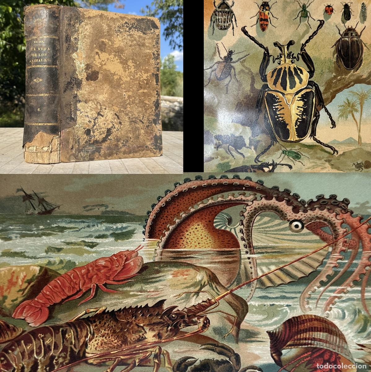 Libros antiguos: XIX - LA VIDA DE LOS ANIMALES - INSECTOS - CRUSTACEOS - GRABADOS - CROMOLITOGRAFIAS