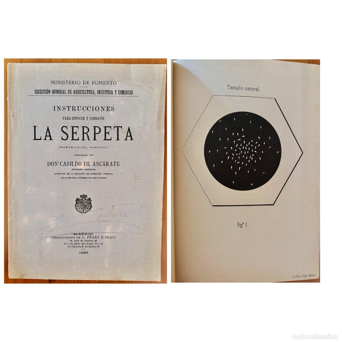Libros antiguos: NARANJO- INSTRUCCIONES PARA COMBATIR LA SEPERTA- PARASITO- CASILDO DE ASCARATE- MADRID- 1895