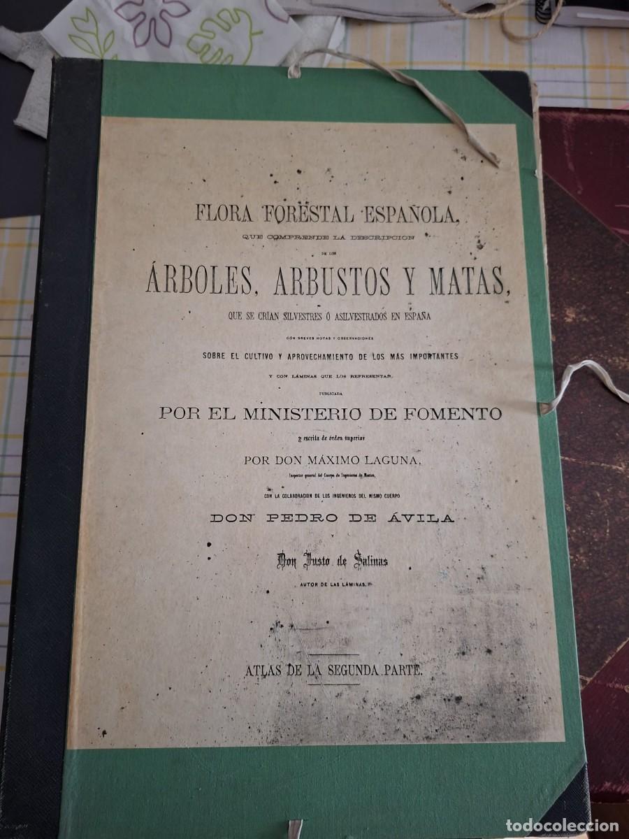 Libros antiguos: FLORA FORESTAL ESPA&Ntilde;OLA. Atlas de la II parte. M&aacute;ximo Laguna. 40 l&aacute;minas litograficas. gr&aacute;ficas.
