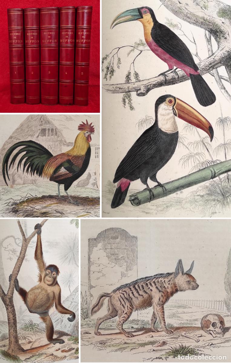 Libros antiguos: A&Ntilde;O 1858 -7kg- PRECIOSO BUFFON - OBRAS COMPLETAS EN 5 TOMOS -200 GRABADOS EN COLOR- HISTORIA NATURAL