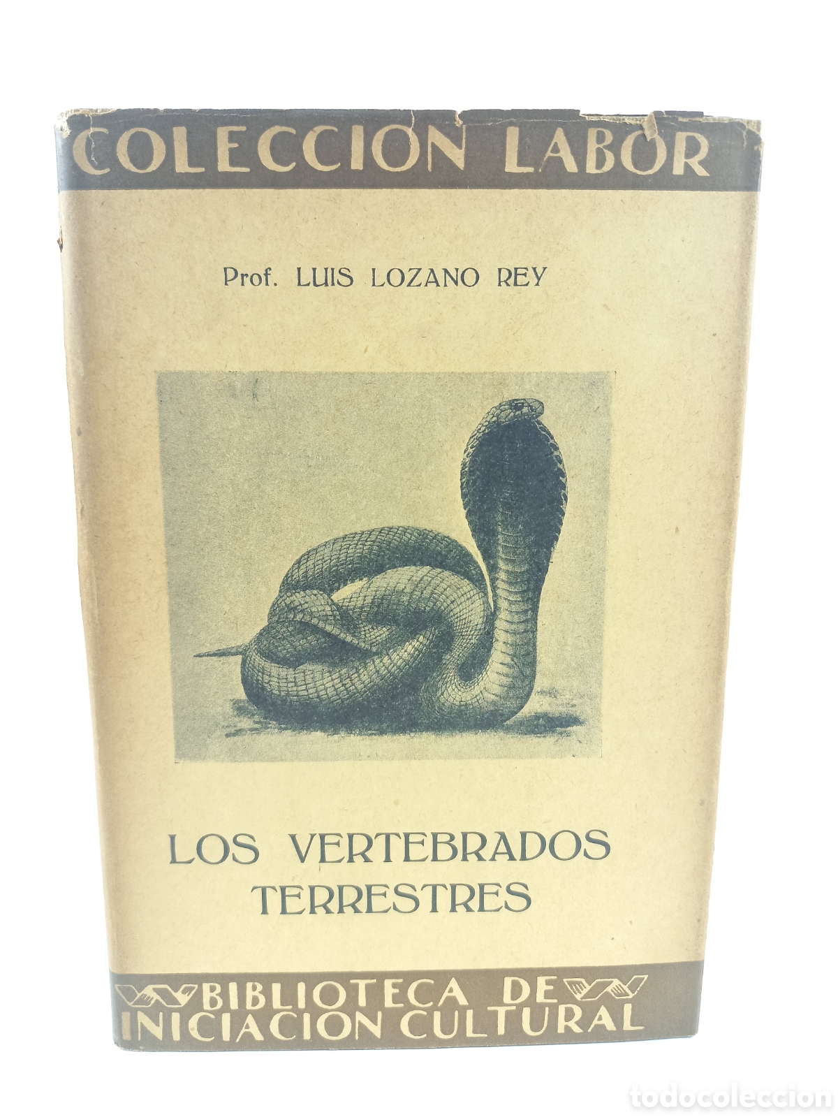 Libros antiguos: Los vertebrados Terrestres. Luis Lozano Rey. Labor, primera edici&oacute;n, 1931. Ilustrado.
