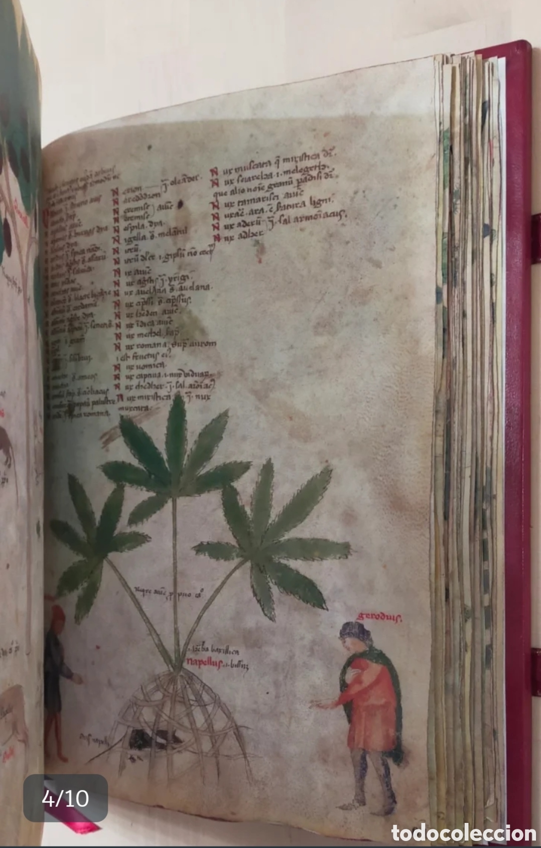 Libros antiguos: DIOSC&Oacute;RIDES LATINO - LIBRO FACSIMIL - JOYA COLECCI&Oacute;N - Foto 4