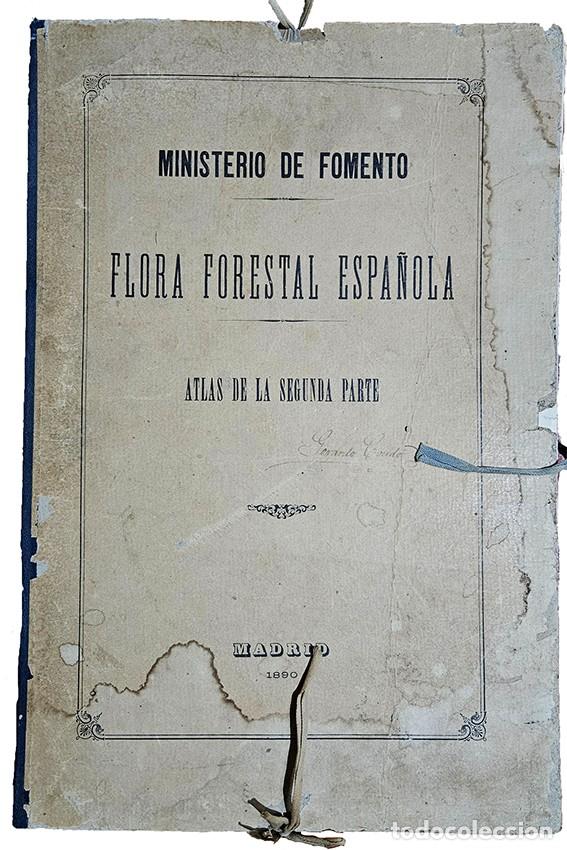 Libros antiguos: Atlas Flora Forestal Espa&ntilde;ola 1890 -66 Cromolitograf&iacute;as - M&ordm; Fomento - M&aacute;ximo Laguna
