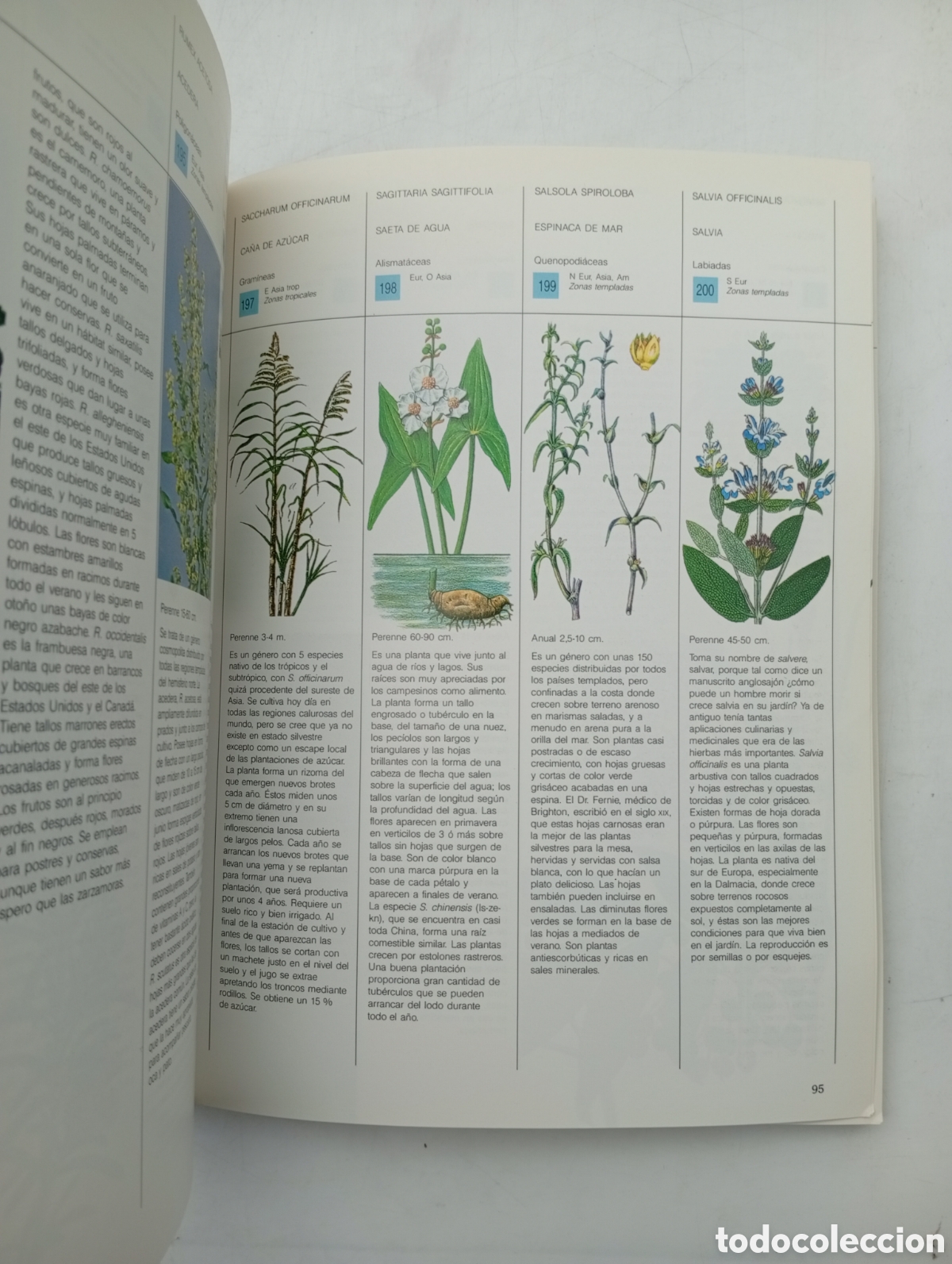 Libros antiguos: Plantas silvestres comestibles - Foto 3