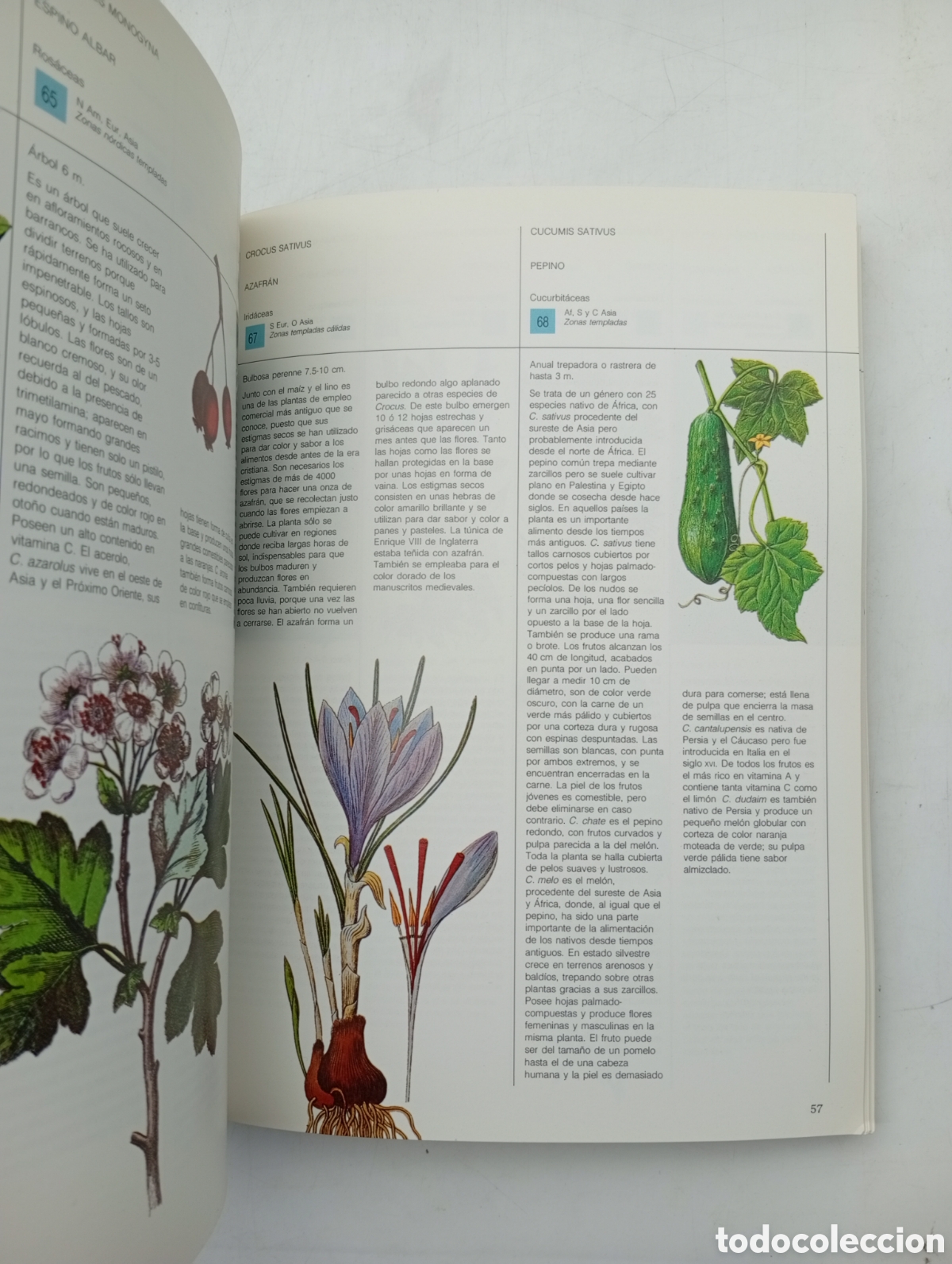 Libros antiguos: Plantas silvestres comestibles - Foto 4