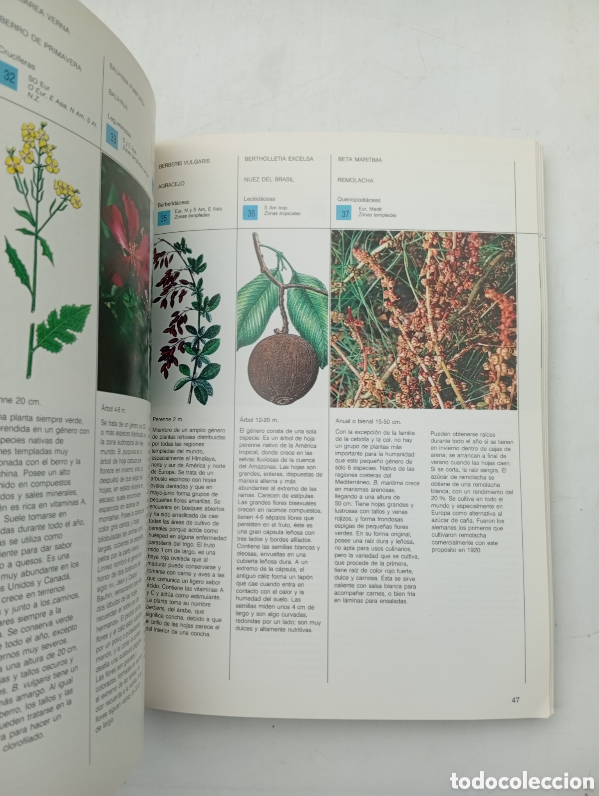 Libros antiguos: Plantas silvestres comestibles - Foto 5