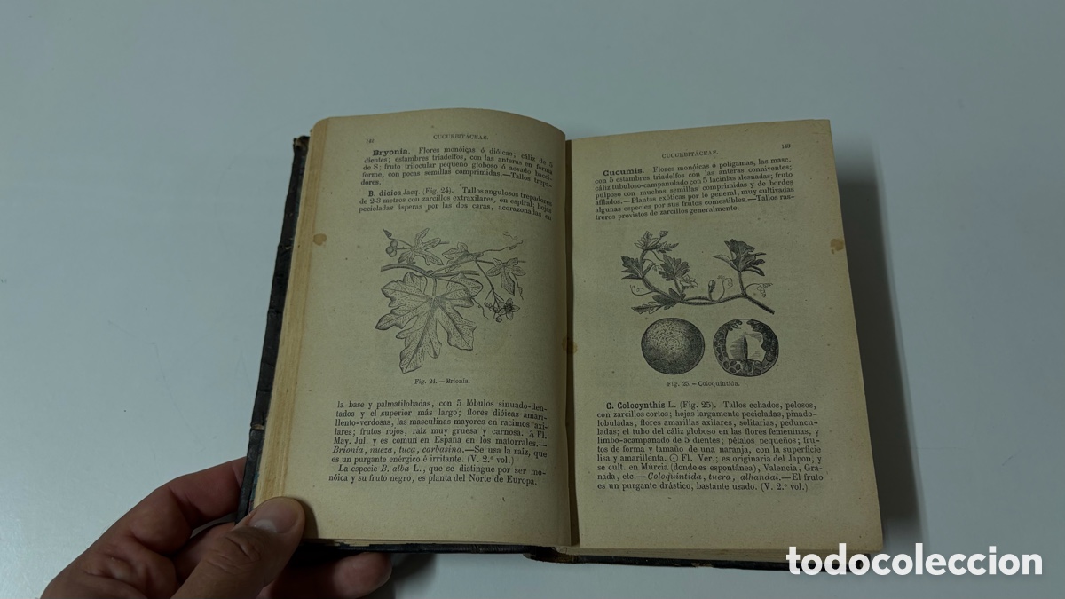 Libros antiguos: Tratado pr&aacute;ctico de determinaci&oacute;n de las plantas (1876) - Foto 4