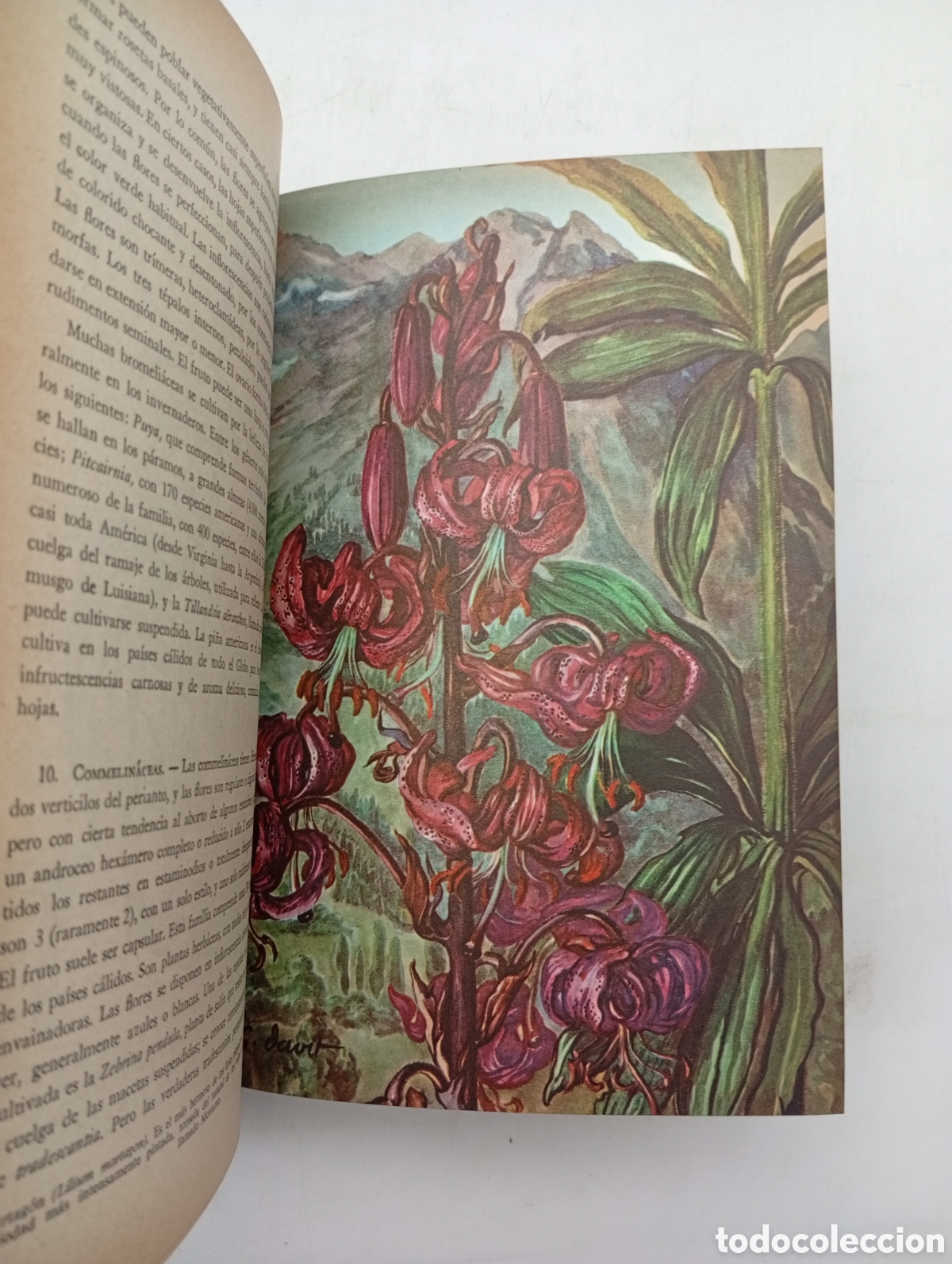 Libros antiguos: Bot&agrave;nica pintoresca a&ntilde;o 1964 - Foto 4