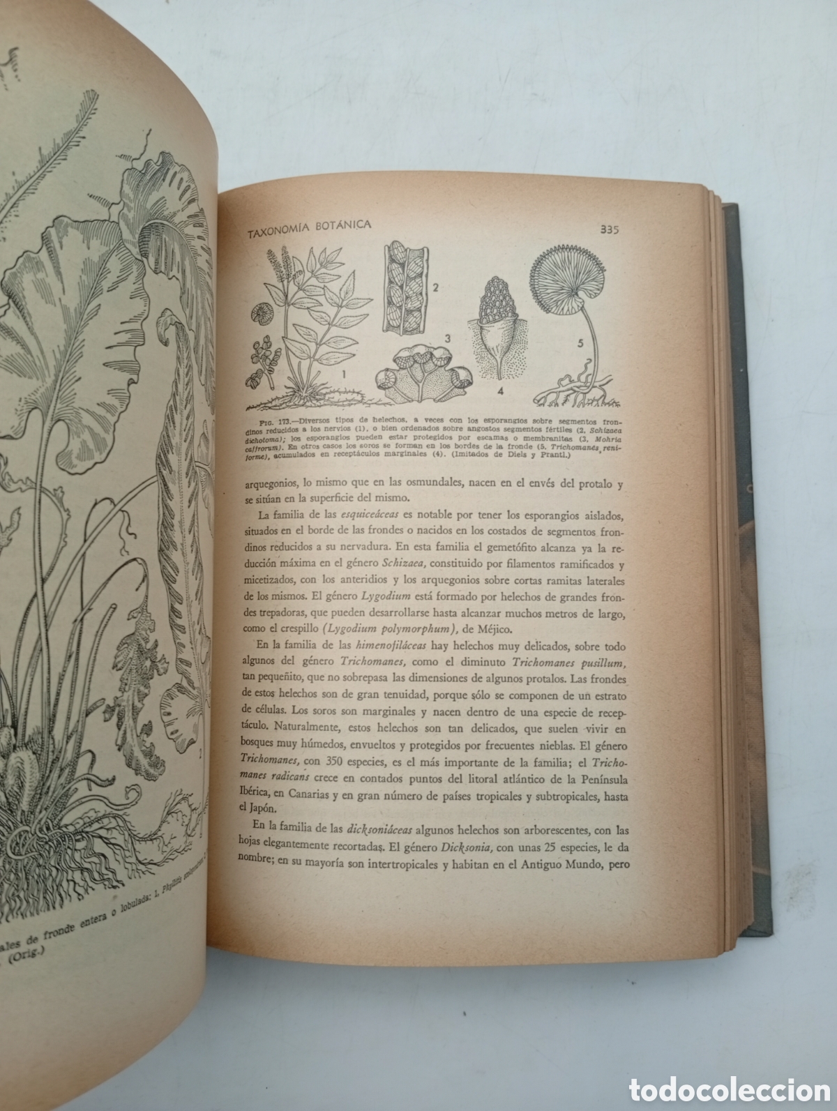 Libros antiguos: Bot&agrave;nica pintoresca a&ntilde;o 1964 - Foto 5