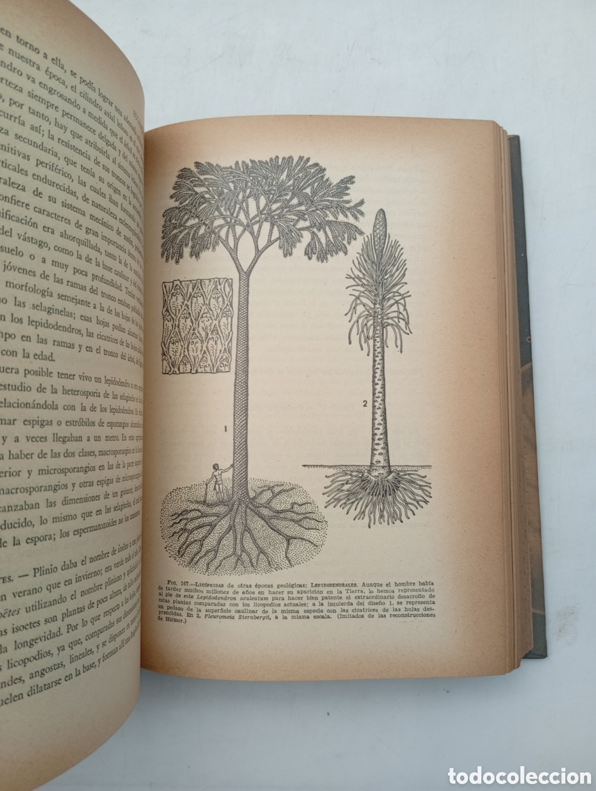 Libros antiguos: Bot&agrave;nica pintoresca a&ntilde;o 1964 - Foto 6