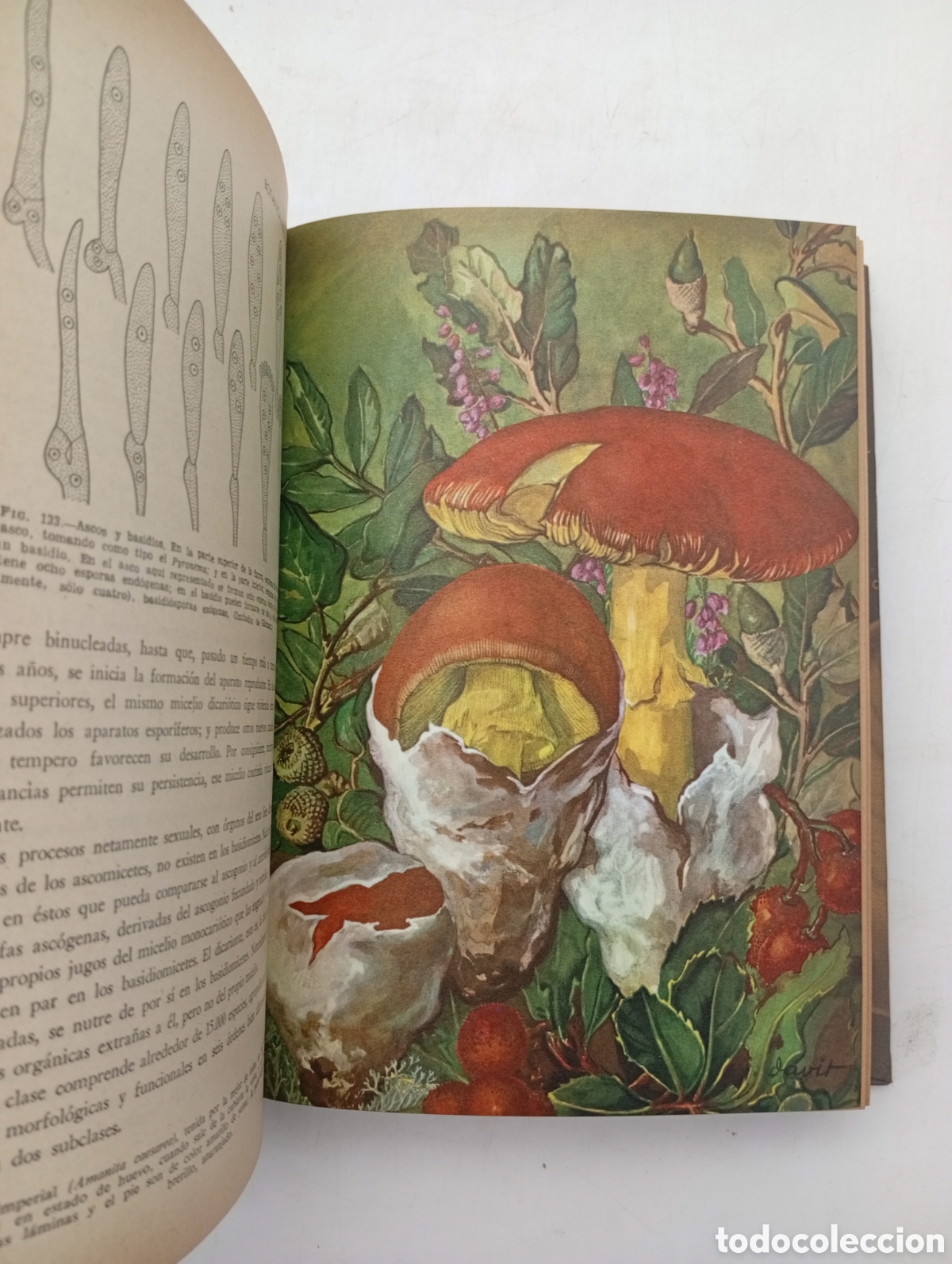 Libros antiguos: Bot&agrave;nica pintoresca a&ntilde;o 1964 - Foto 7