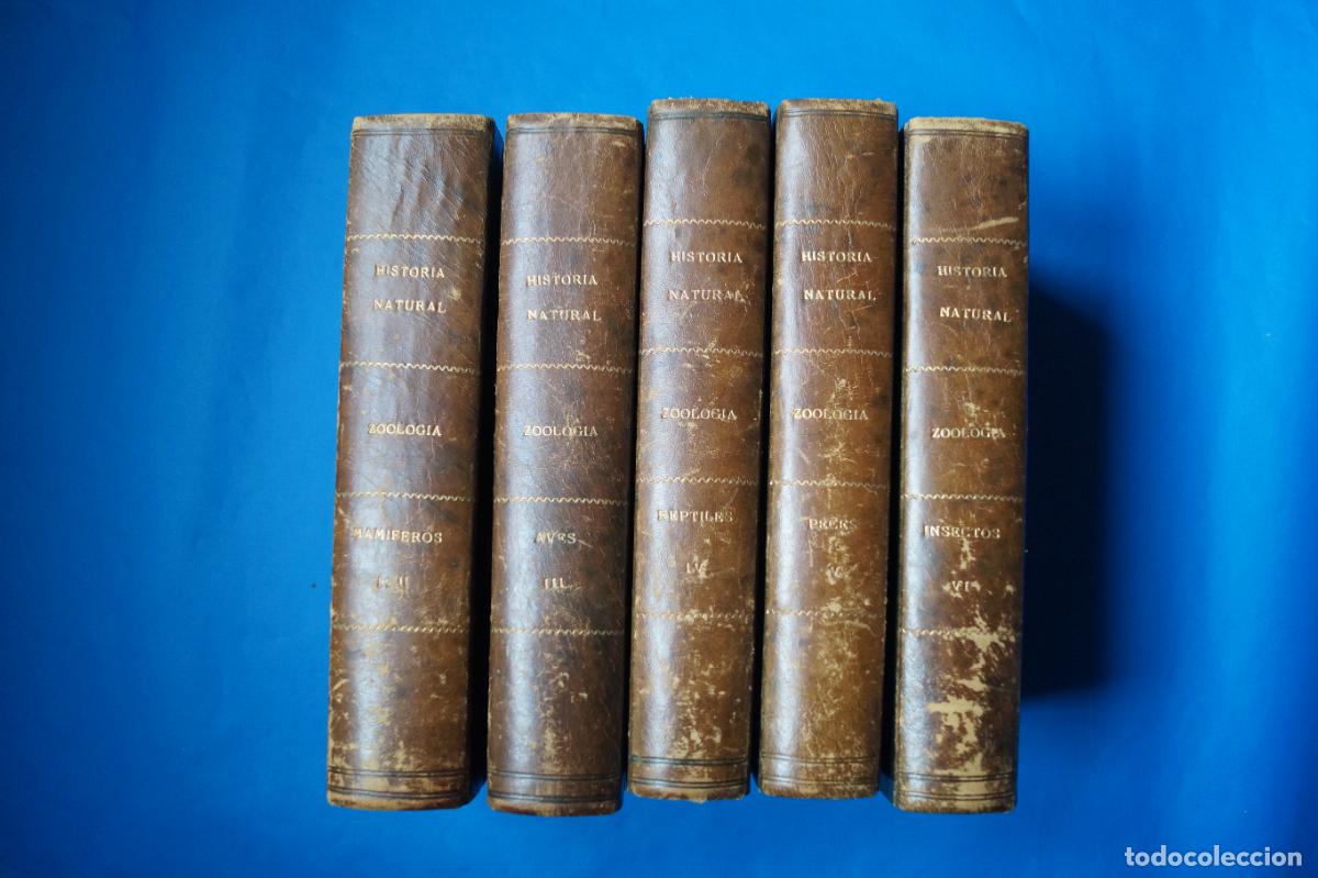 Libros antiguos: MUSEO PINTORESCO DE LA HISTORIA NATURAL. BUFFON. 1852