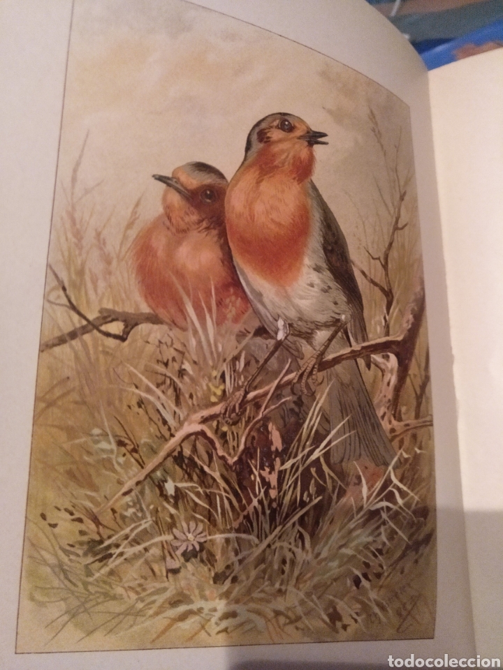 Libros antiguos: 1917. Neues madchenbuch - Foto 1