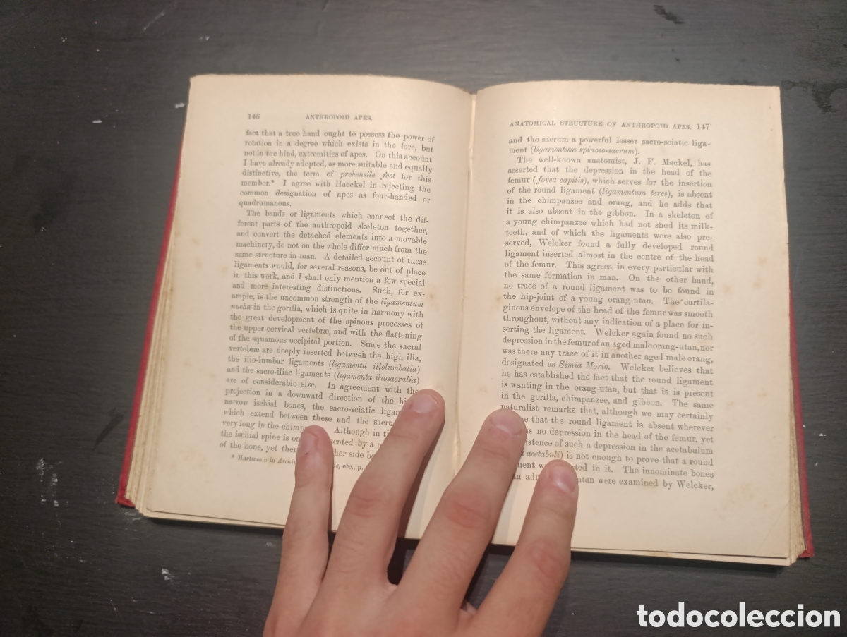 Libros antiguos: ANTHROPOID APES BY ROBERT HARTMANN. London 1904 - Foto 3